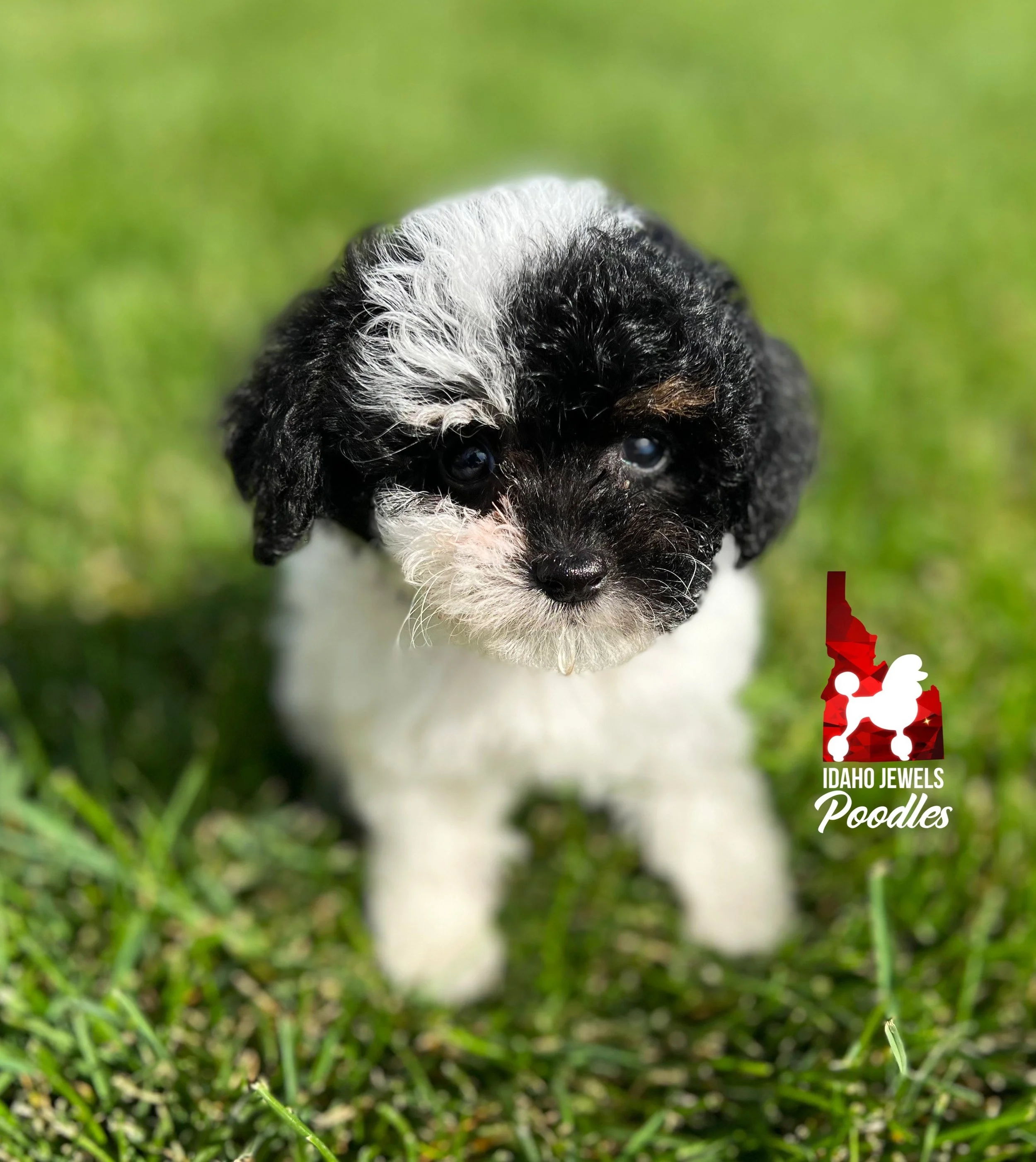 Cookie - 8 wks.jpg