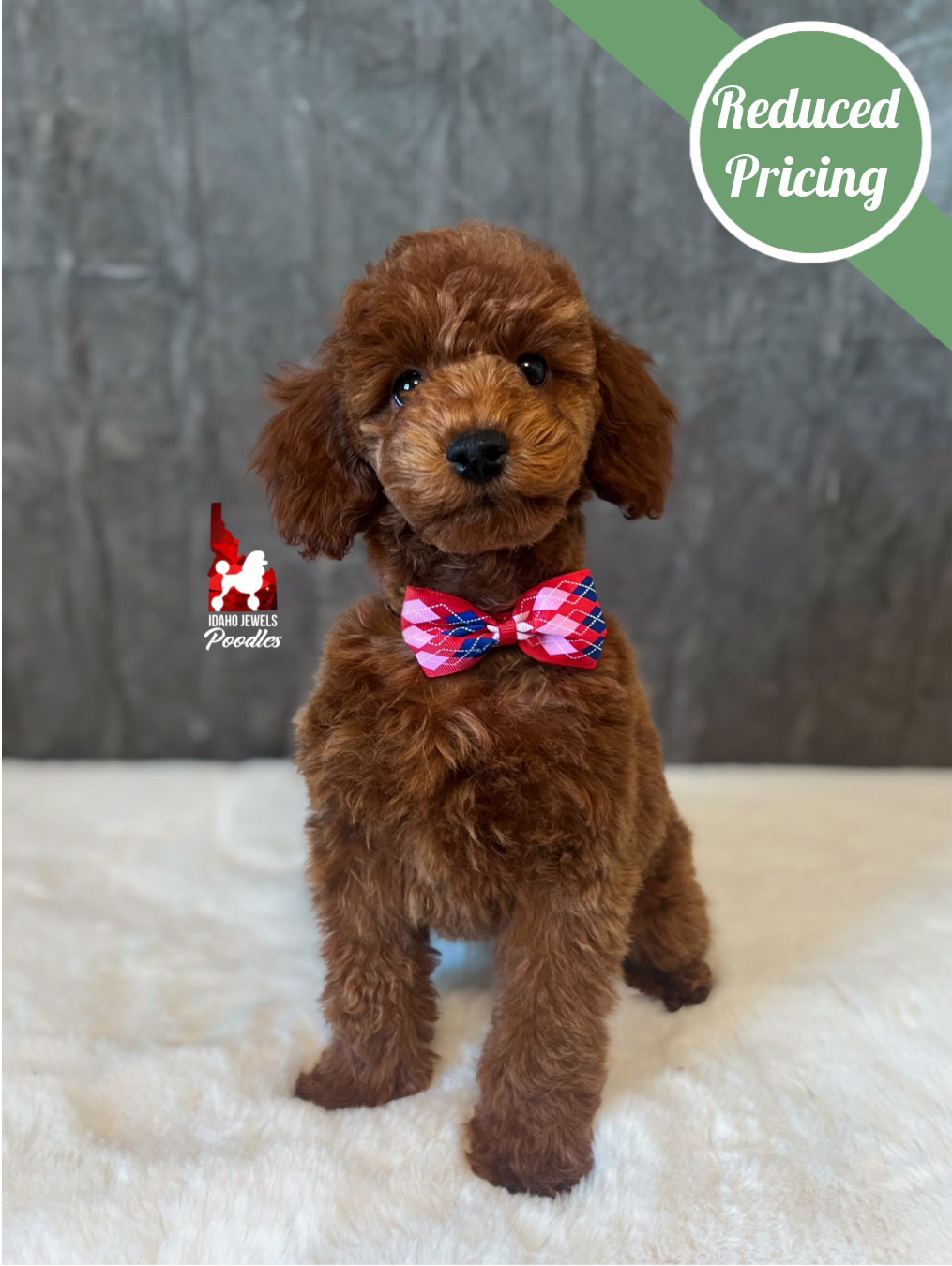 Toffee, Red Mini Poodle Boy~ Pet