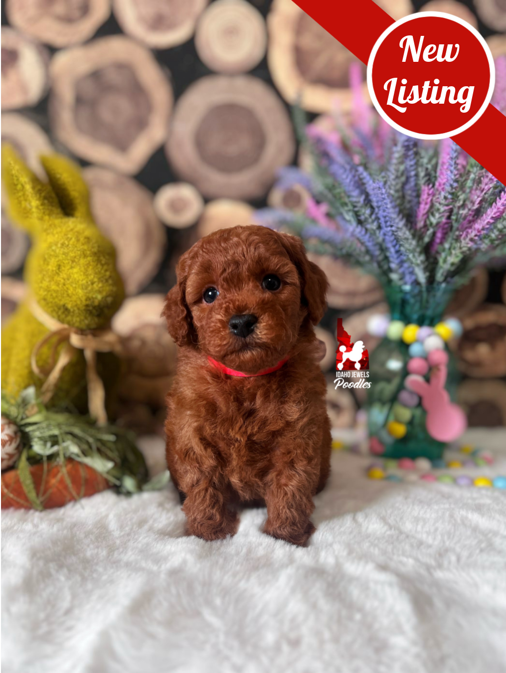 Toffee, Solid Red Small Mini Poodle Boy~ Breeder or Pet * Hold for Rachael
