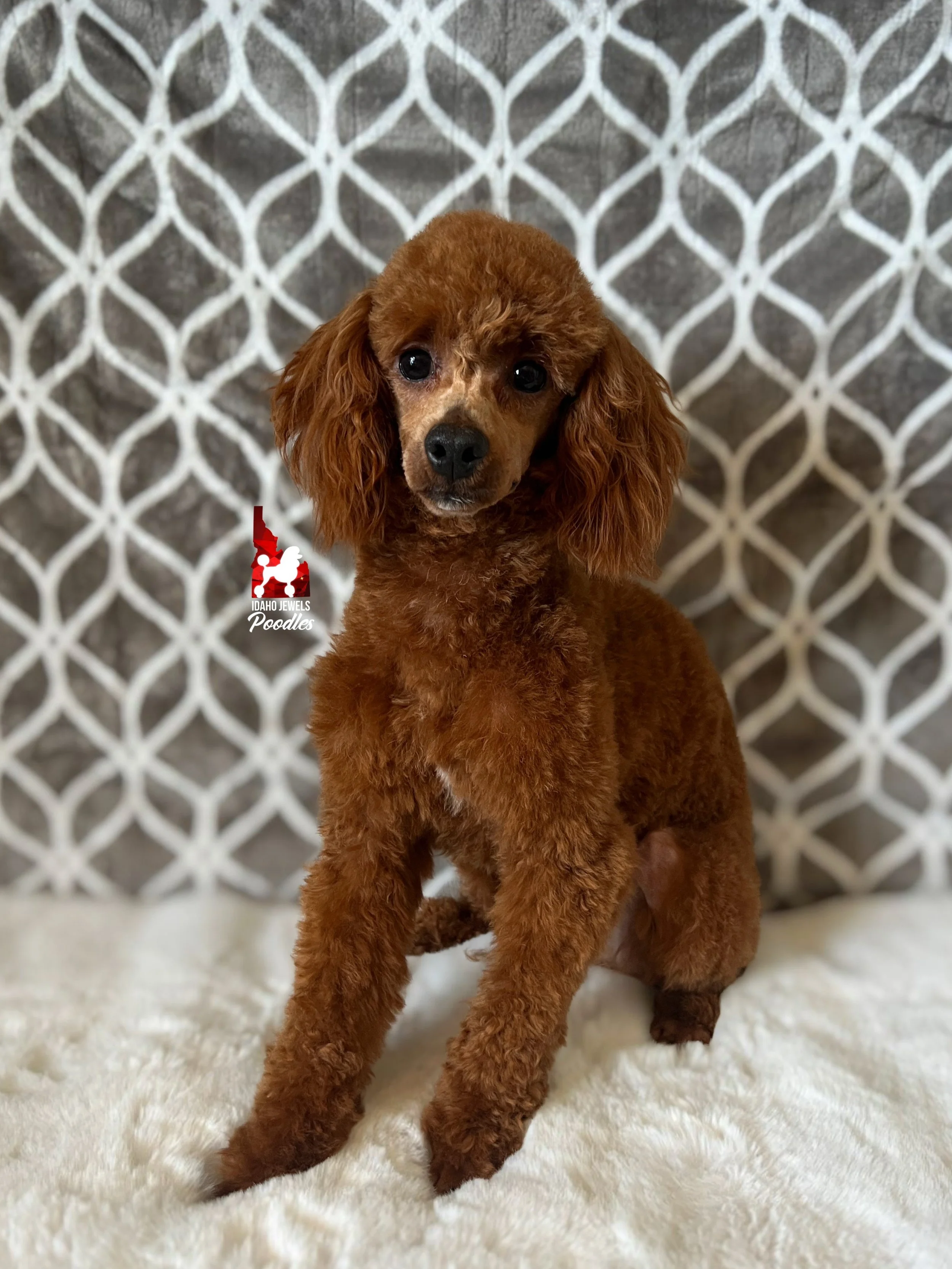 Crumble (shaved face) (1).jpeg