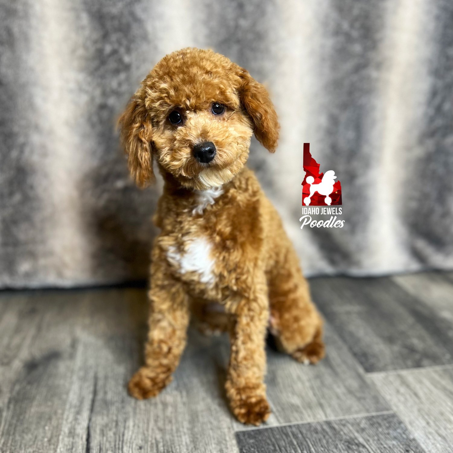 Idaho Jewels Poodles Ivy Red