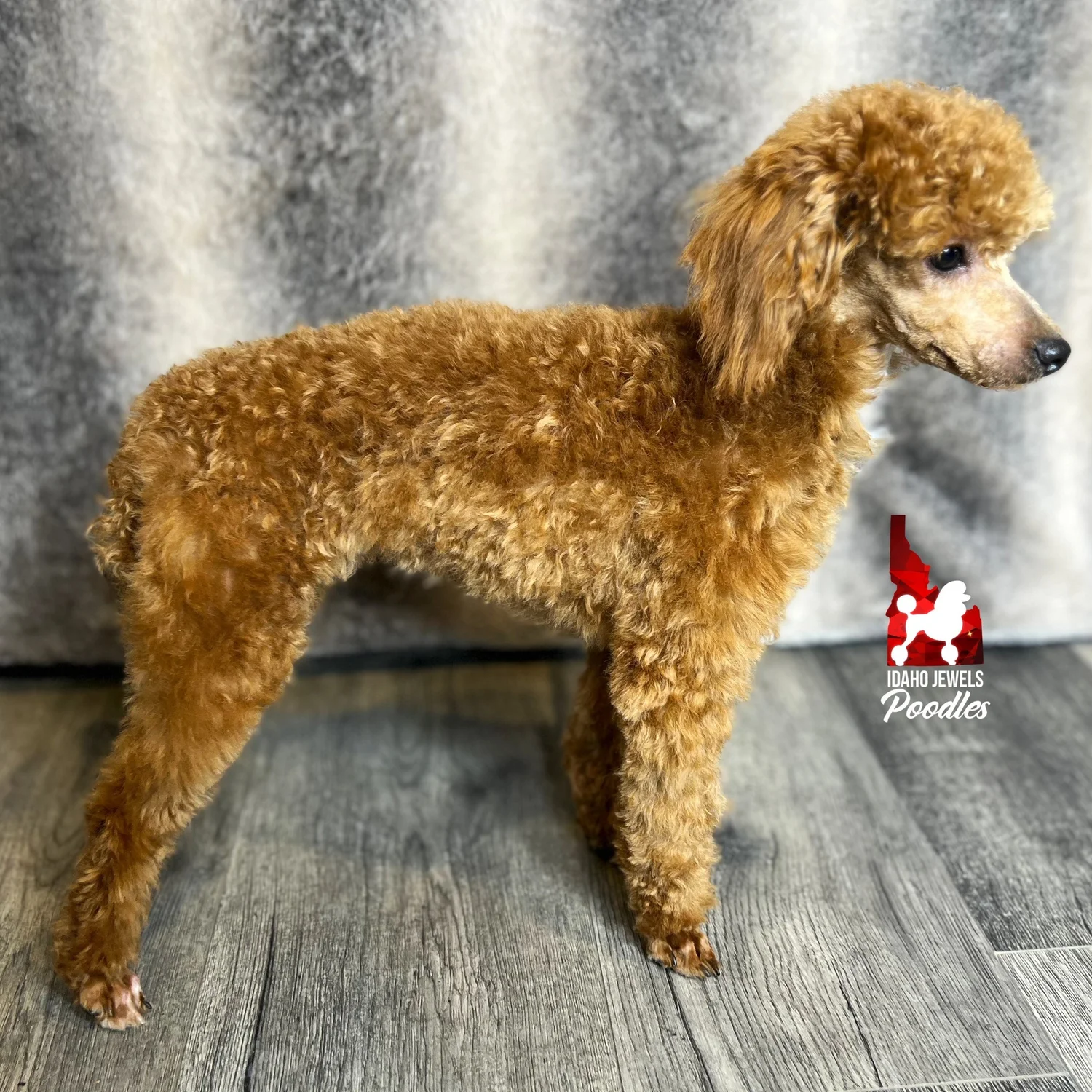 Idaho Jewels Poodles — Ivy, Red Abstract Toy Girl (Guardianship)