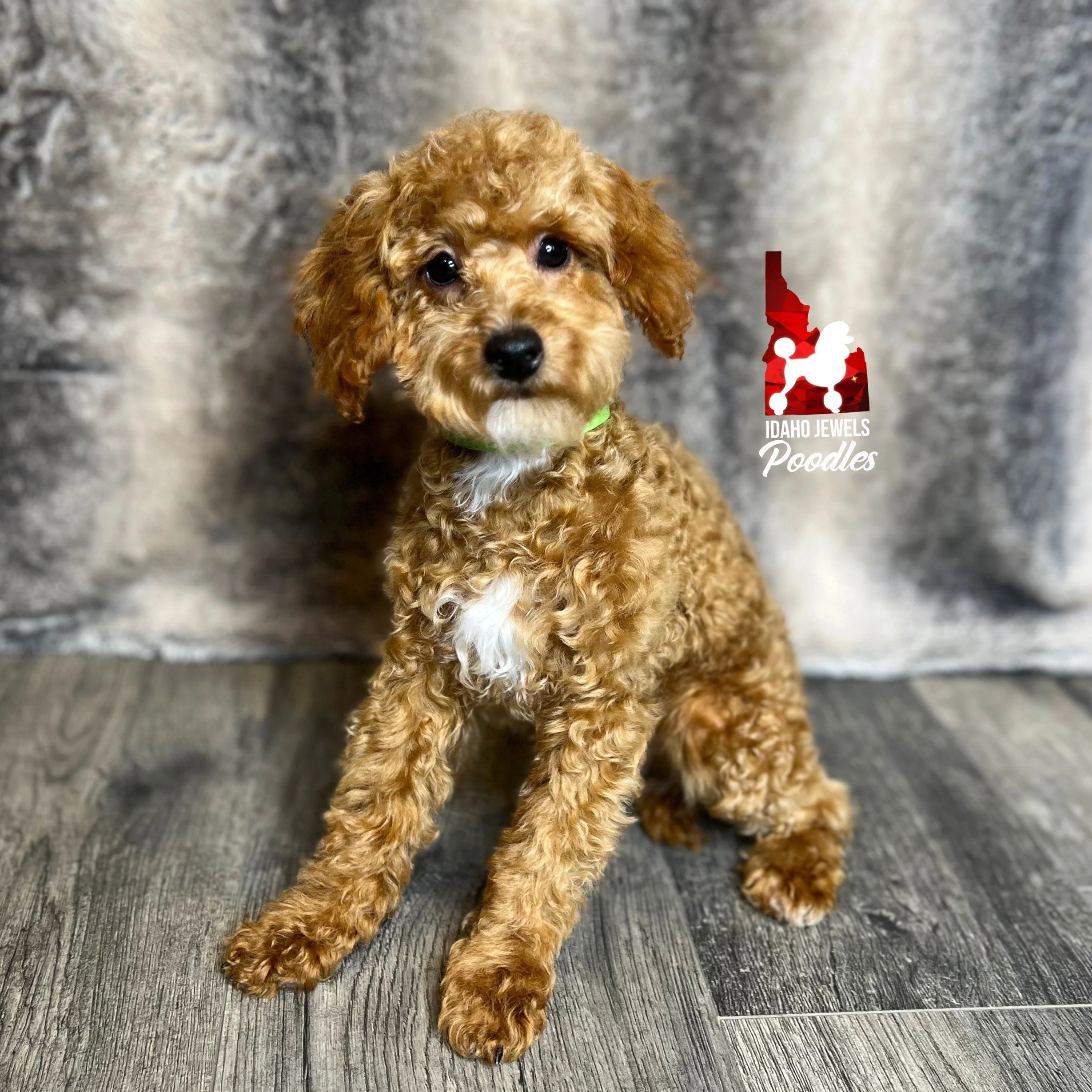 Idaho Jewels Poodles — Ivy, Red Abstract Toy Girl (Guardianship)