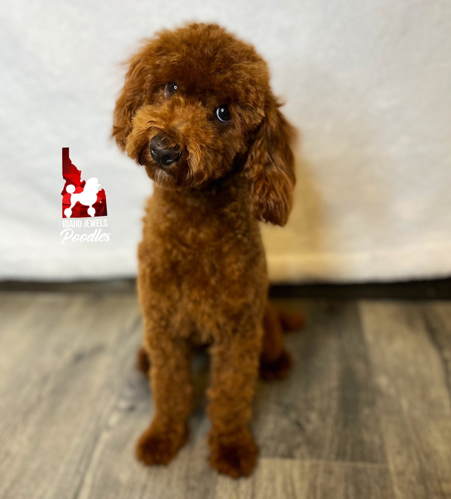 Idaho Jewels Poodles Rover Red Mini