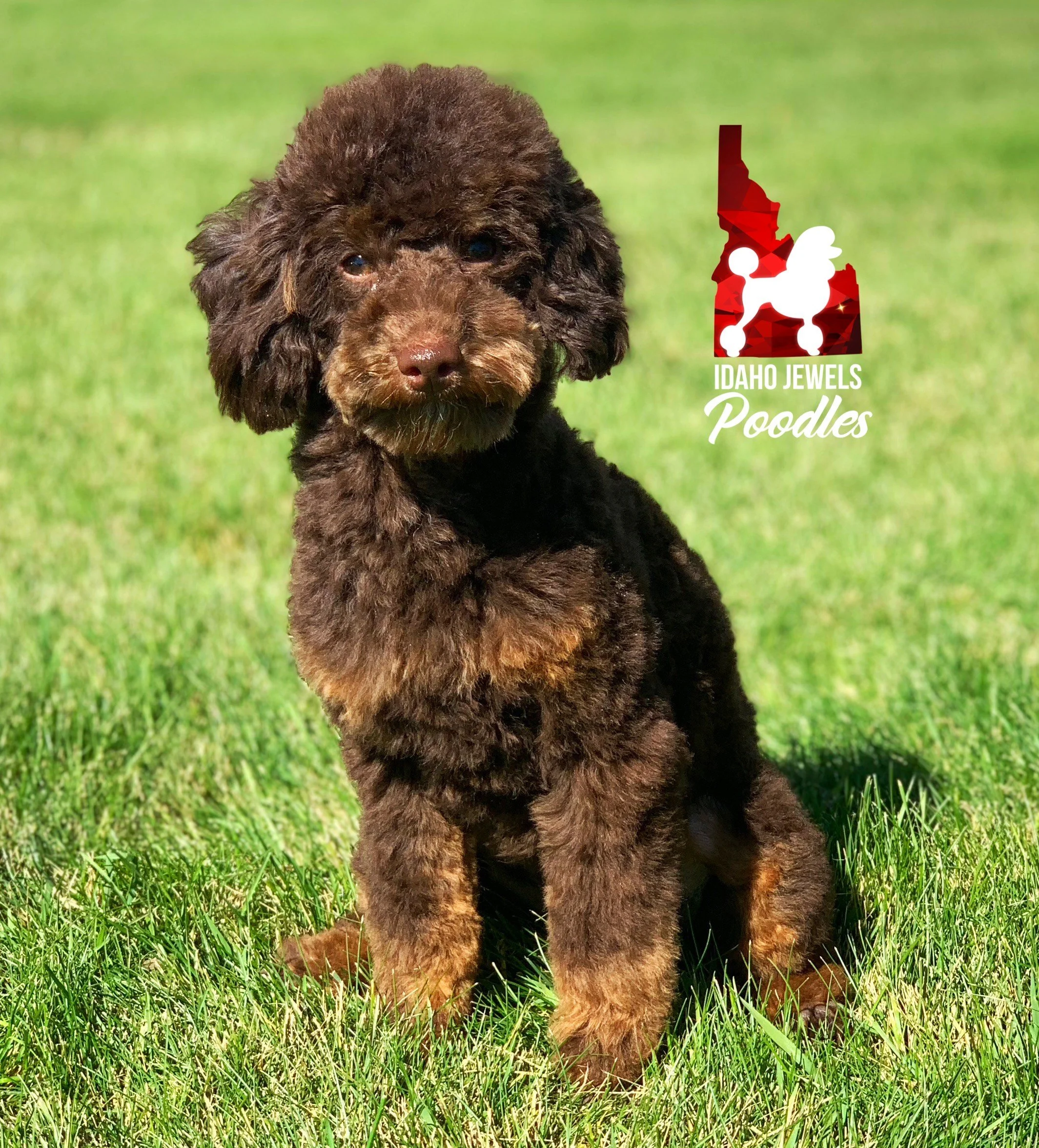 Mini Puddle Roux Brown Mini Poodle