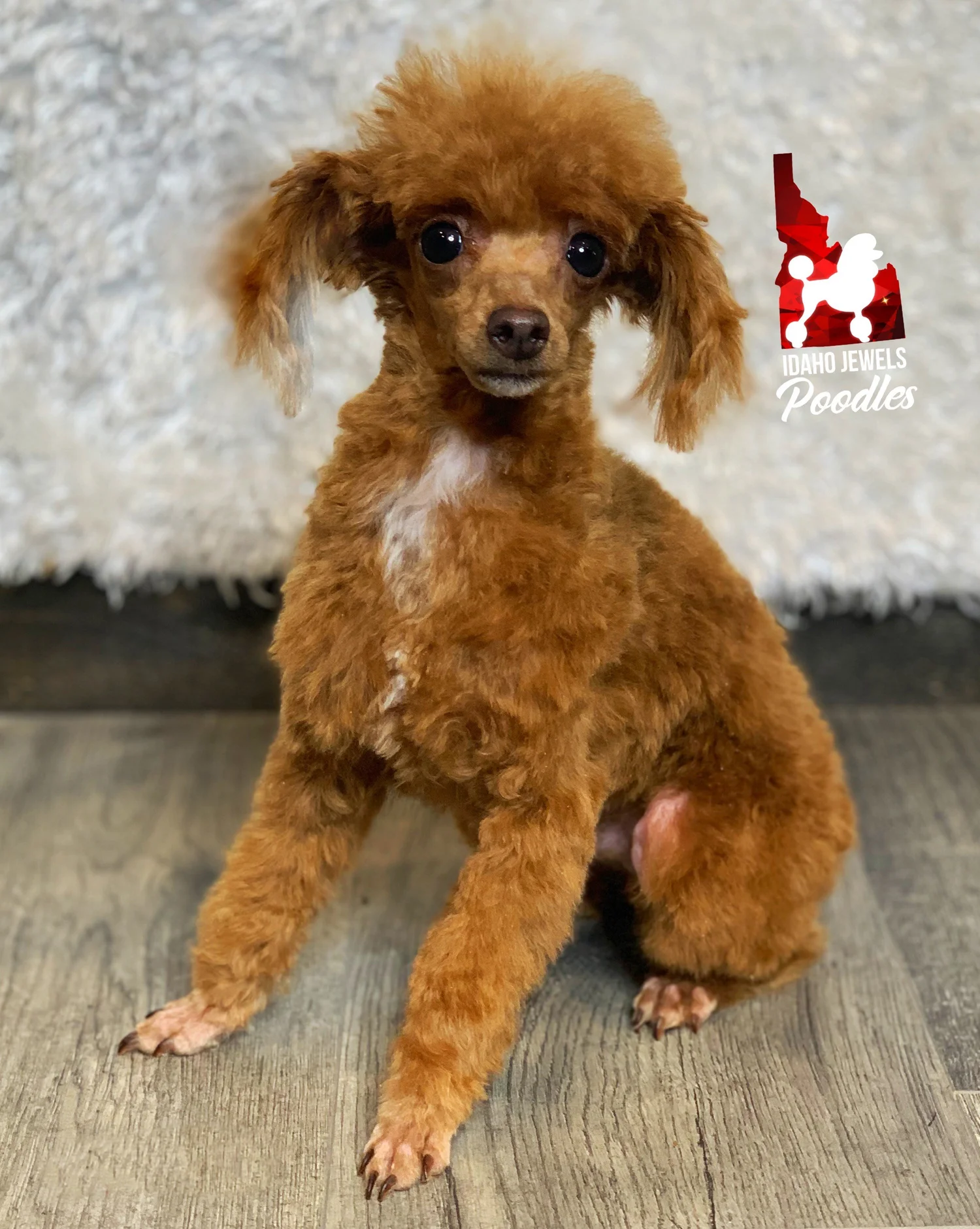 Idaho Jewels Poodles — Meet Durango