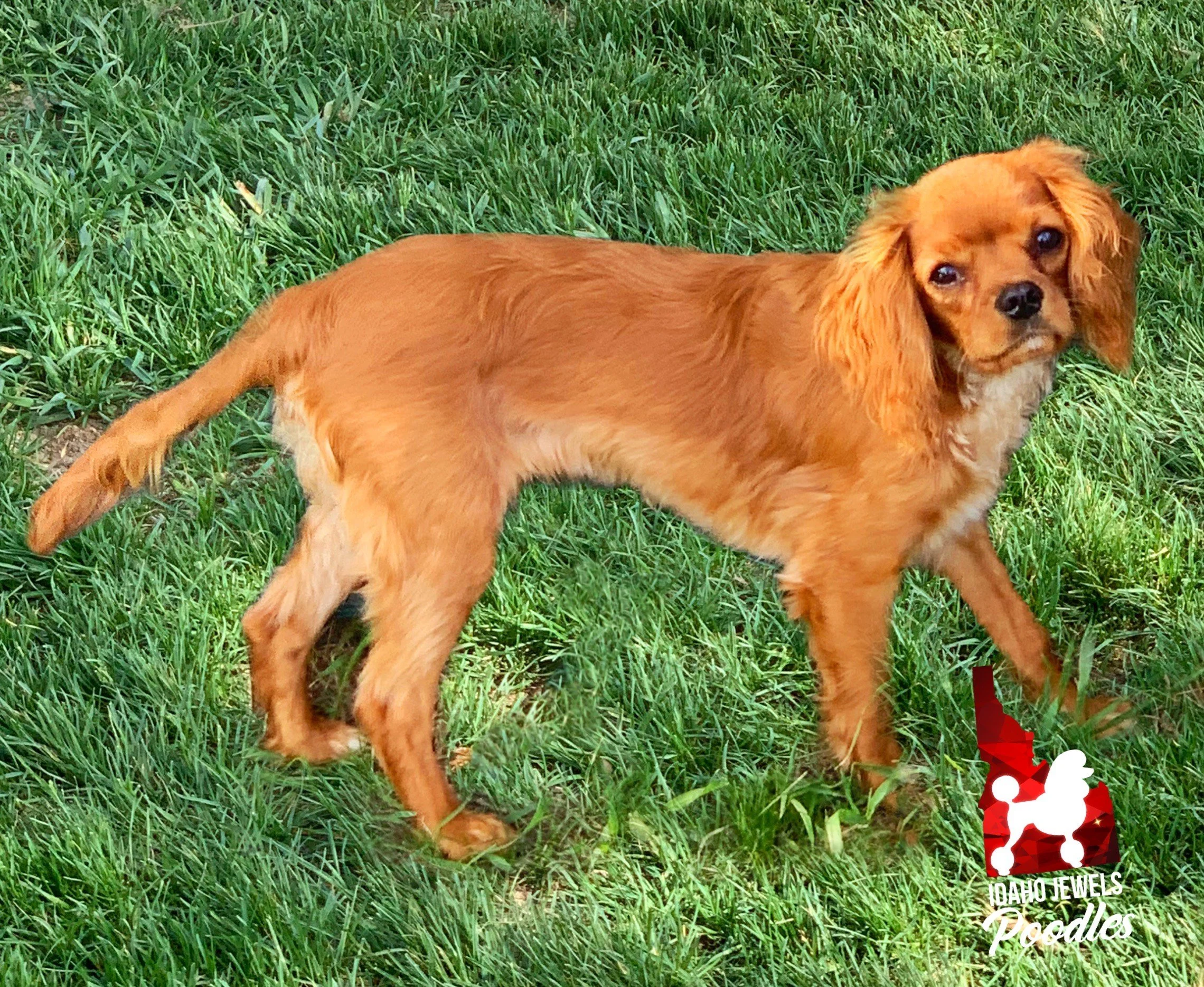 Idaho Jewels Poodles — FOR ADOPTION TOO! Frankie J, Red/Ruby