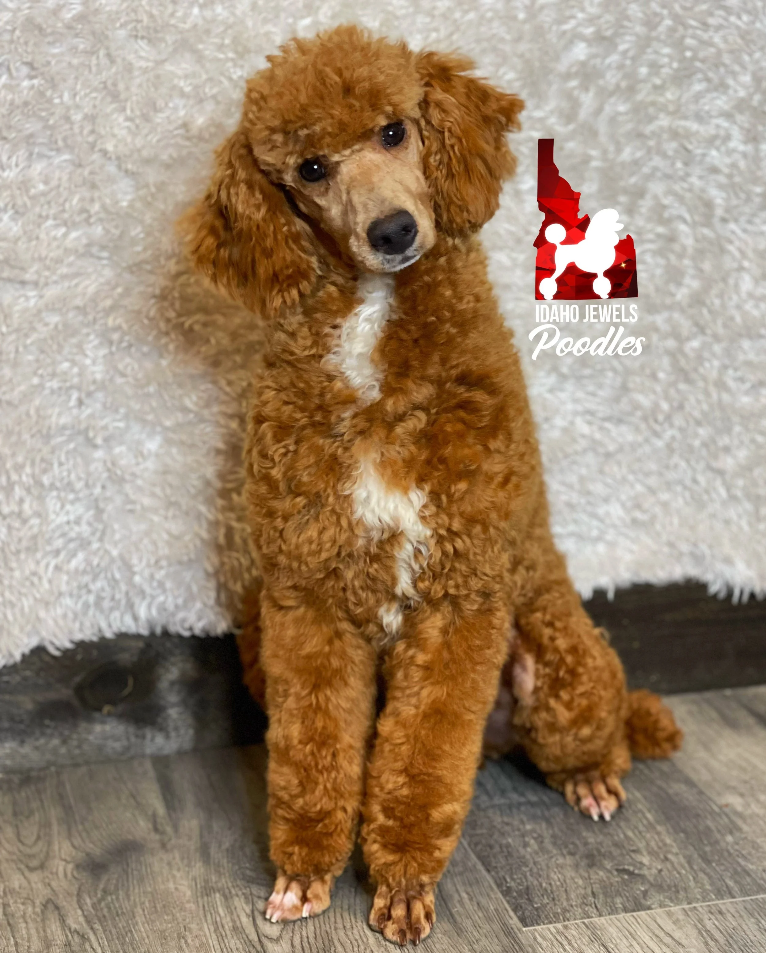 Idaho Jewels Poodles — Phoenix, Red Abstract Moyen Girl (Guardianship)