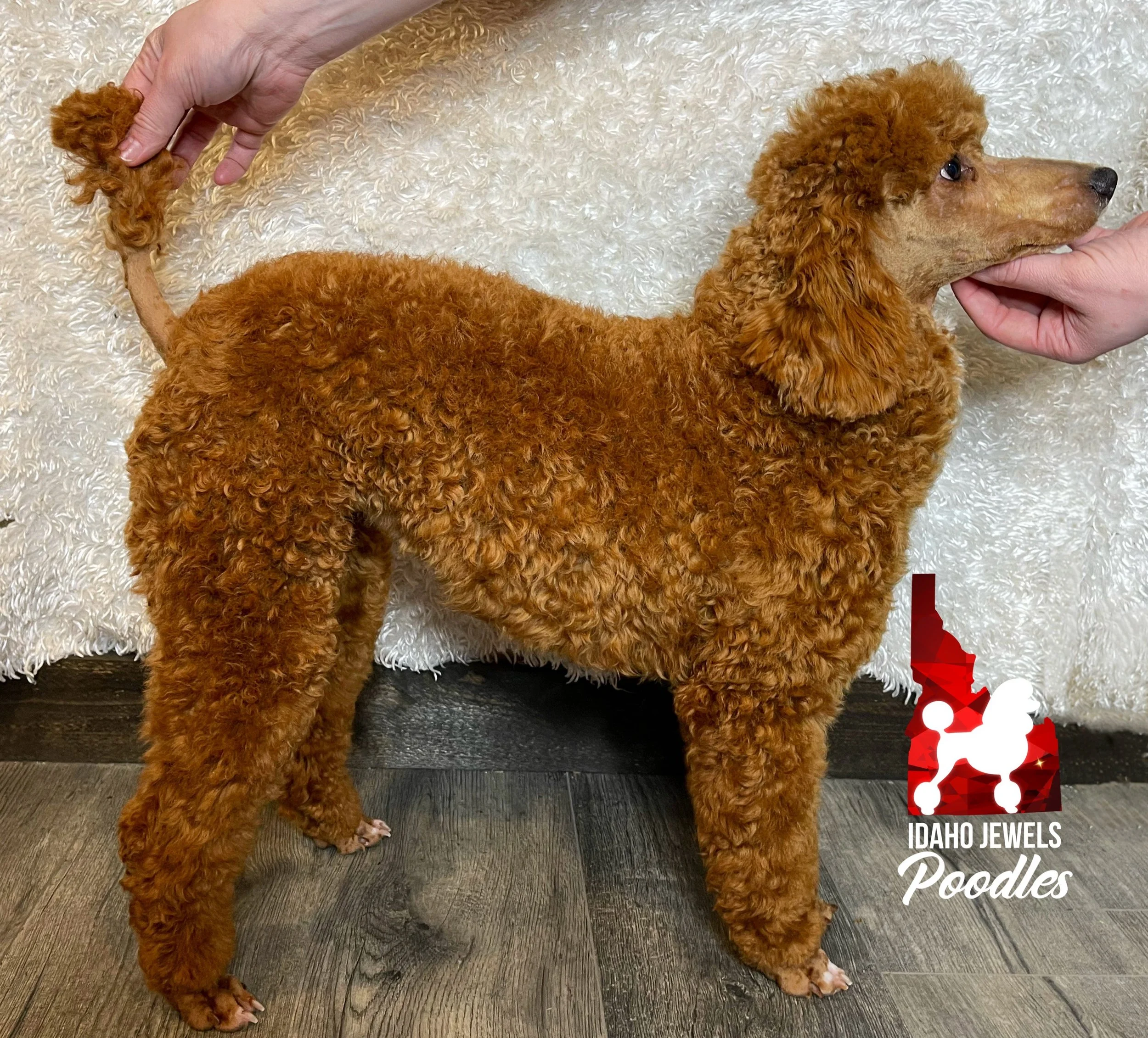 Red Standard Poodles