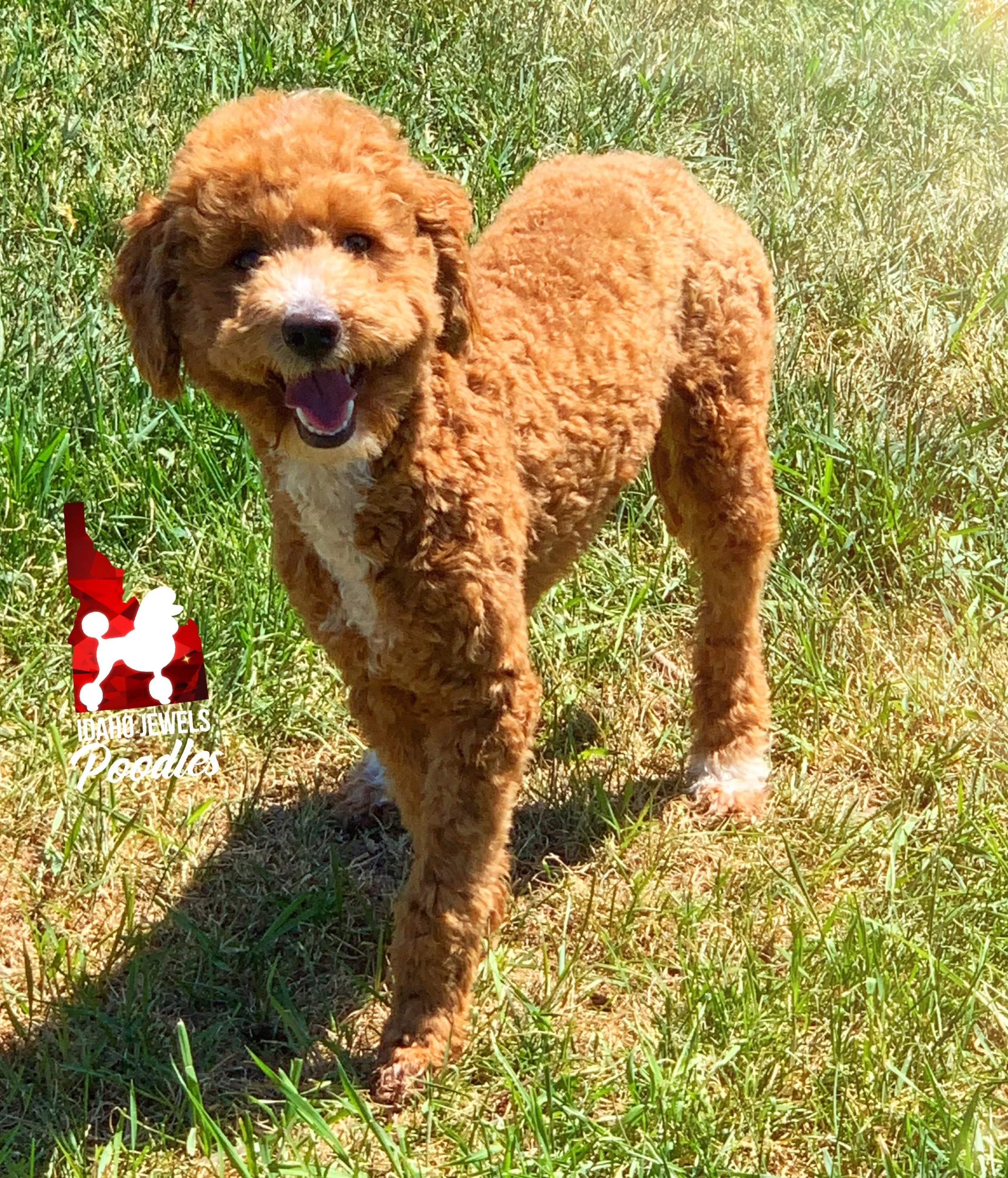 Short Hair Mini Goldendoodle Haircuts Mini Goldendoodle Short Hair Top