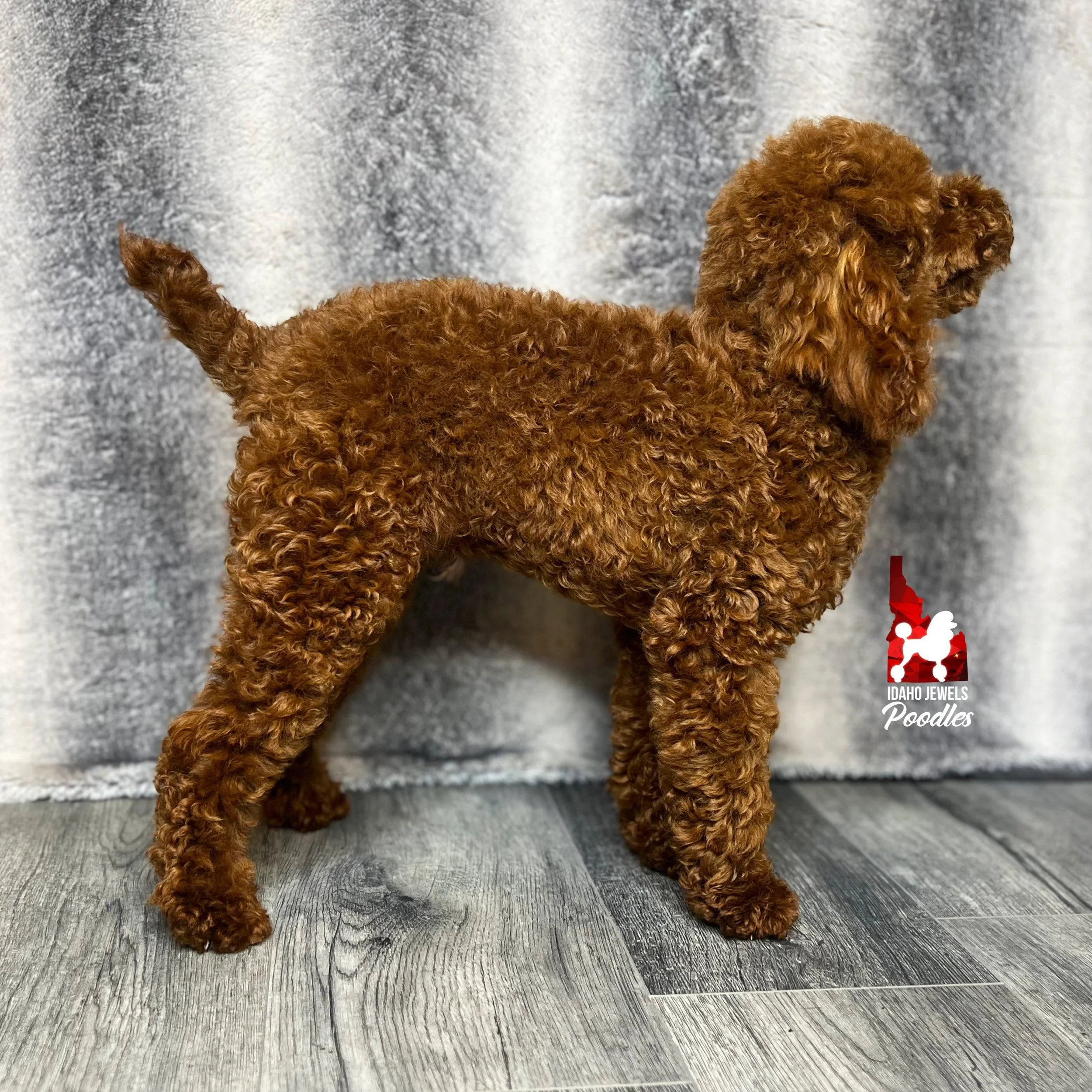 Puppies Poodle Stud Near Me Near Me Toy Poodle For Sell Poodle