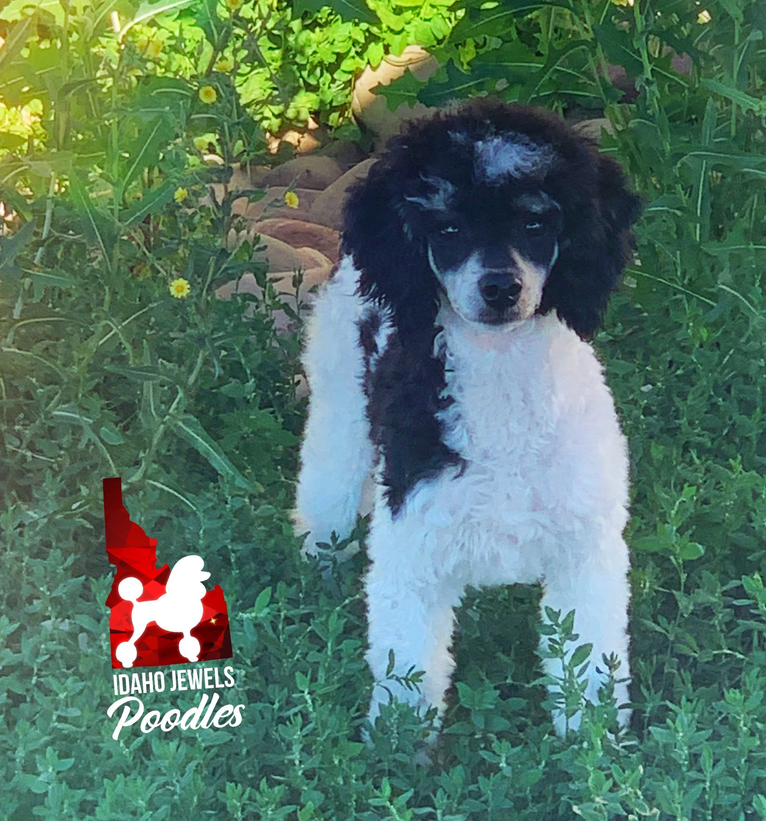 Idaho Jewels Poodles — Meet Pink Jr.