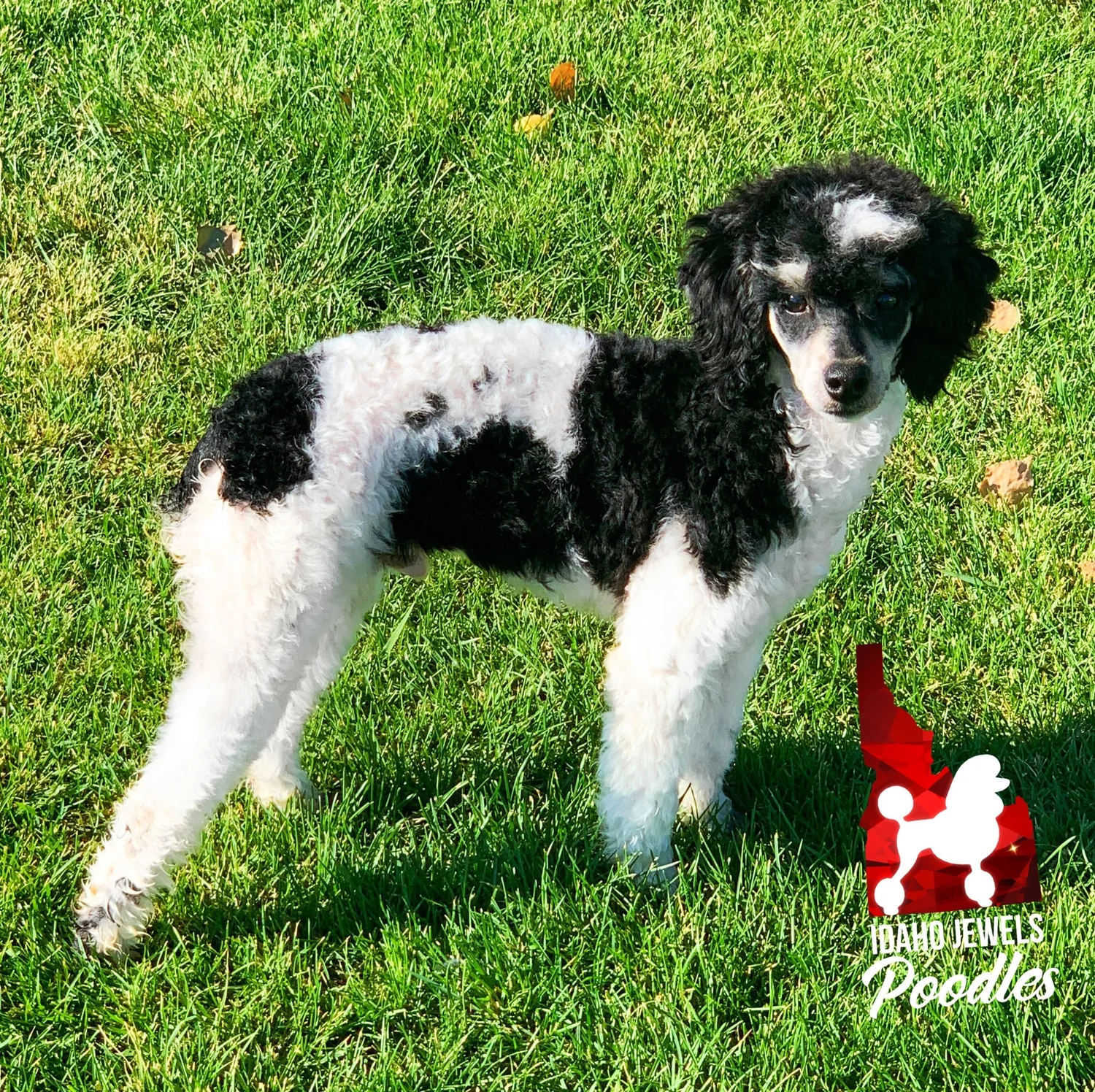 Miniature Parti Poodle Puppies