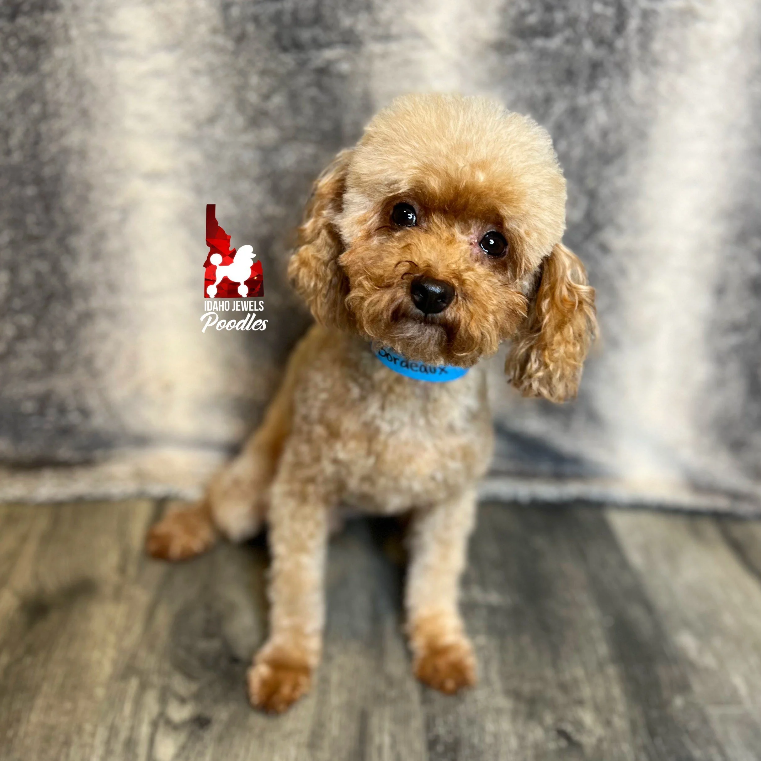 Idaho Jewels Poodles — Thor, Red 