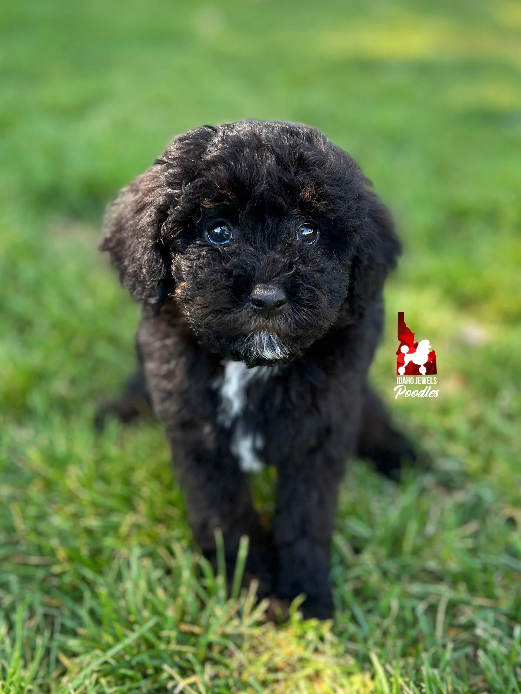 Black Maltese Poodle Mix black-maltese-poodle-mix