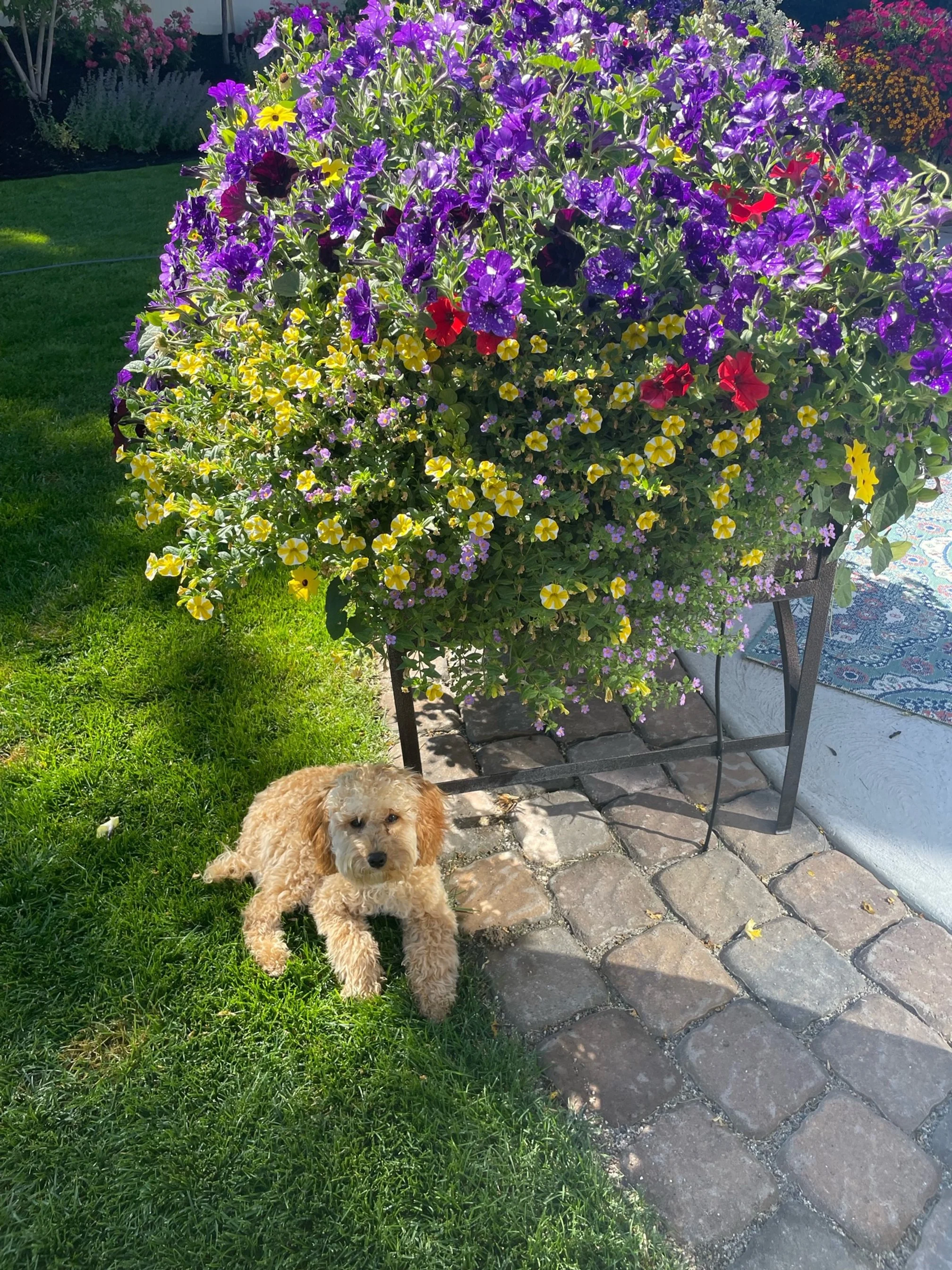 Lucy Murphy W22 Layla now owned by Suzan Fitzgerlad.jpeg