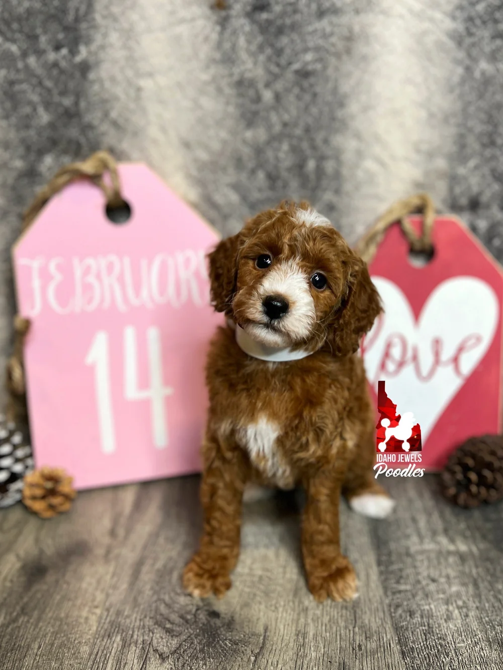 Idaho Jewels Poodles — Addilynn, Red Abstract Mini Girl (Guardianship)