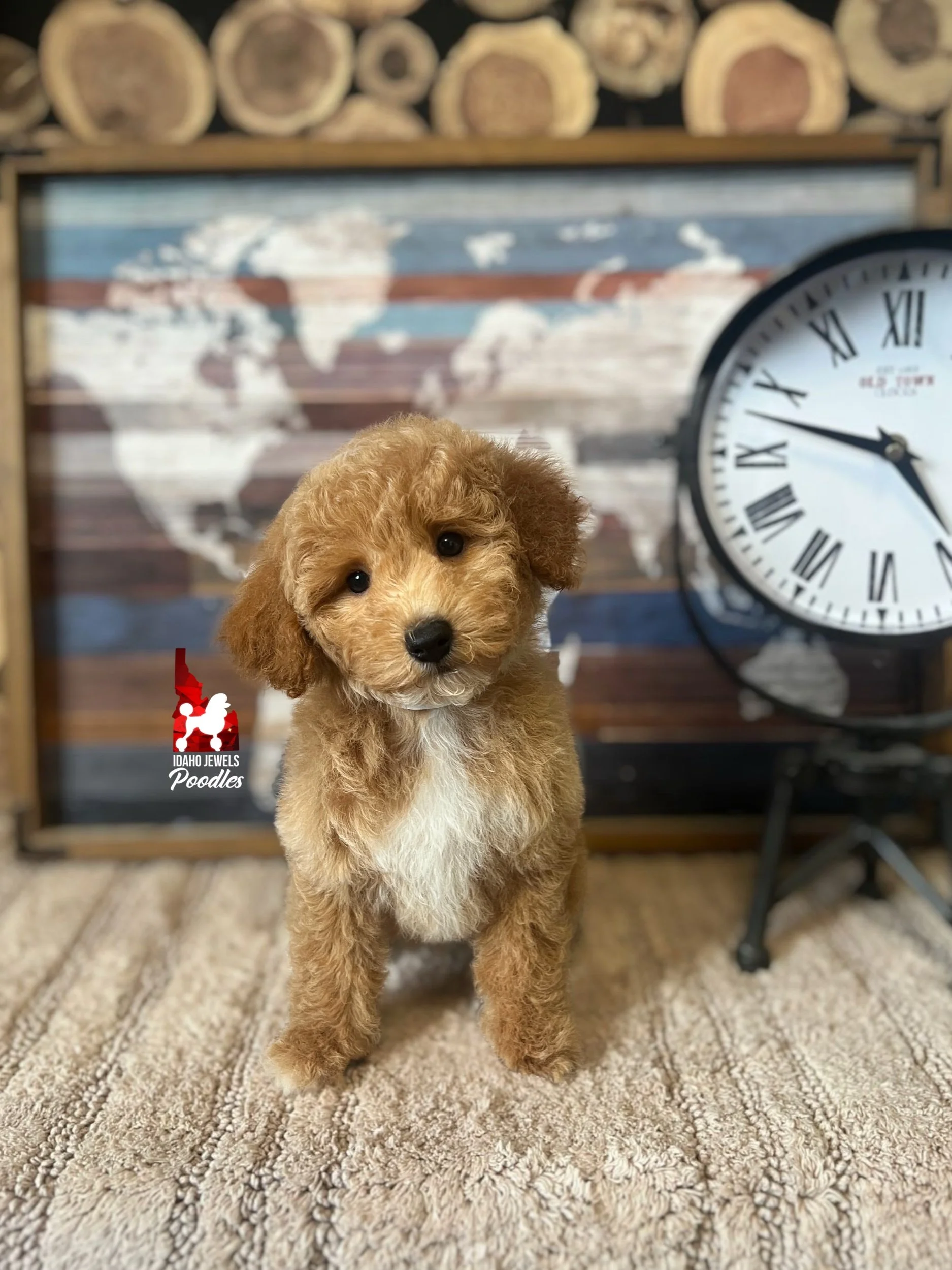 Kia, Red with White Markings Mini Poodle Girl~ Breeder or Pet