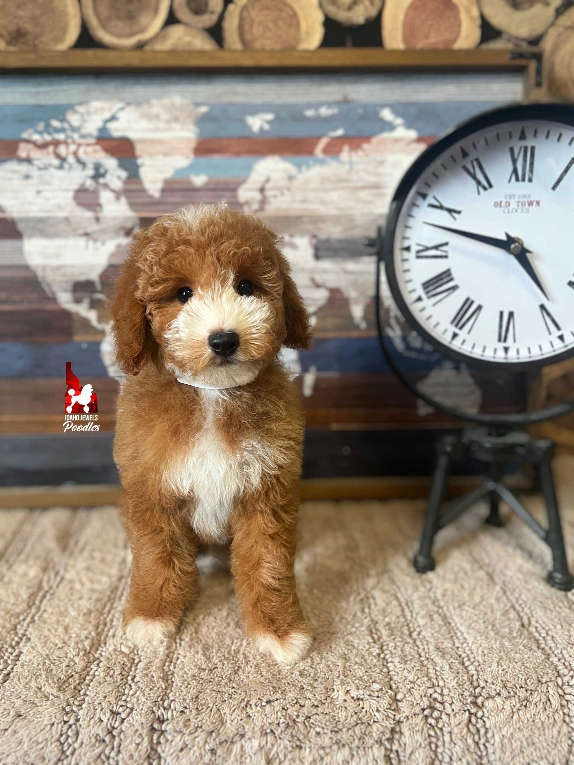 Ranger, Red with White Markings Mini Poodle Boy~ Breeder or Pet