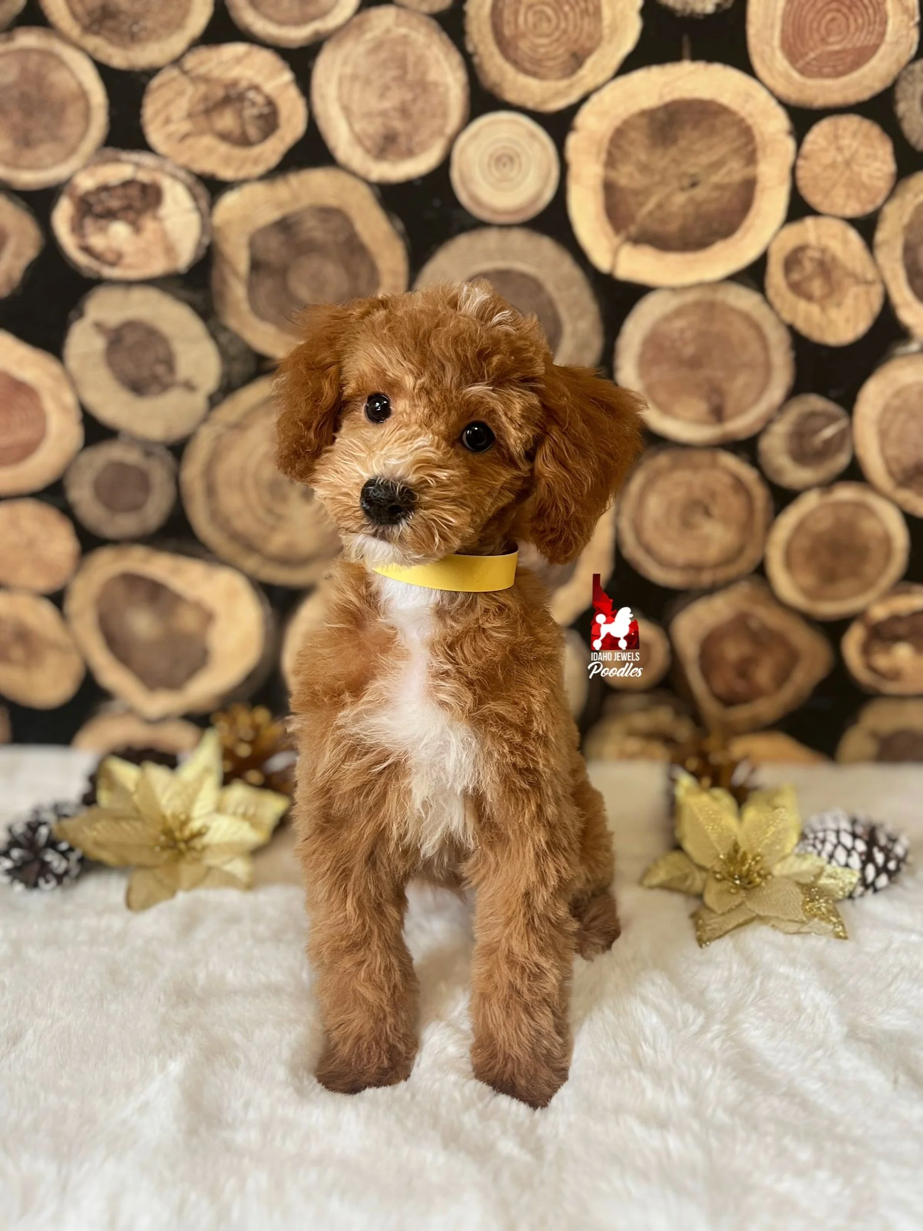 Tundra, Red with White Markings Mini Poodle Girl~ Breeder or Pet