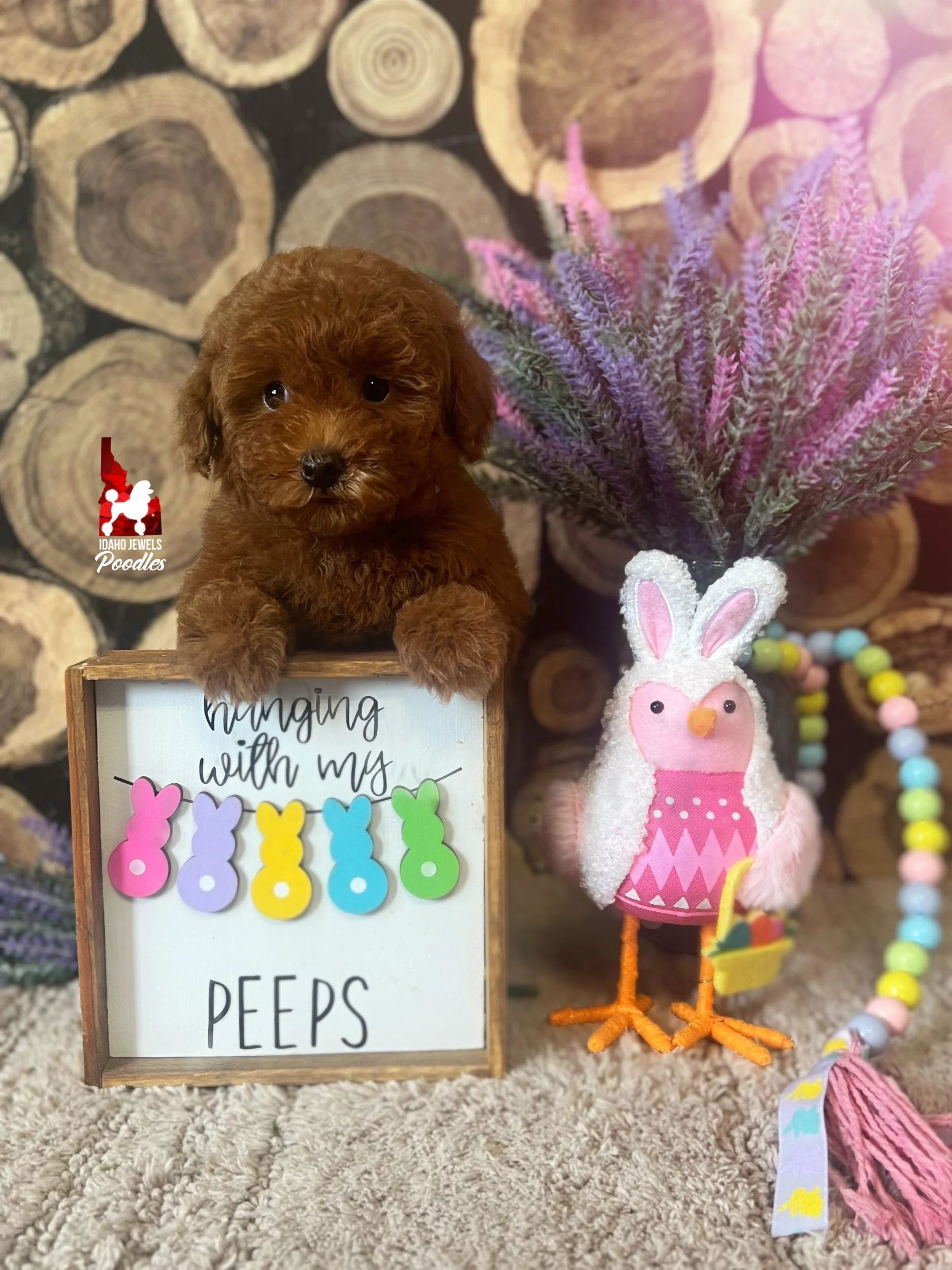 Mist, Red Toy Poodle Girl ~ Pet