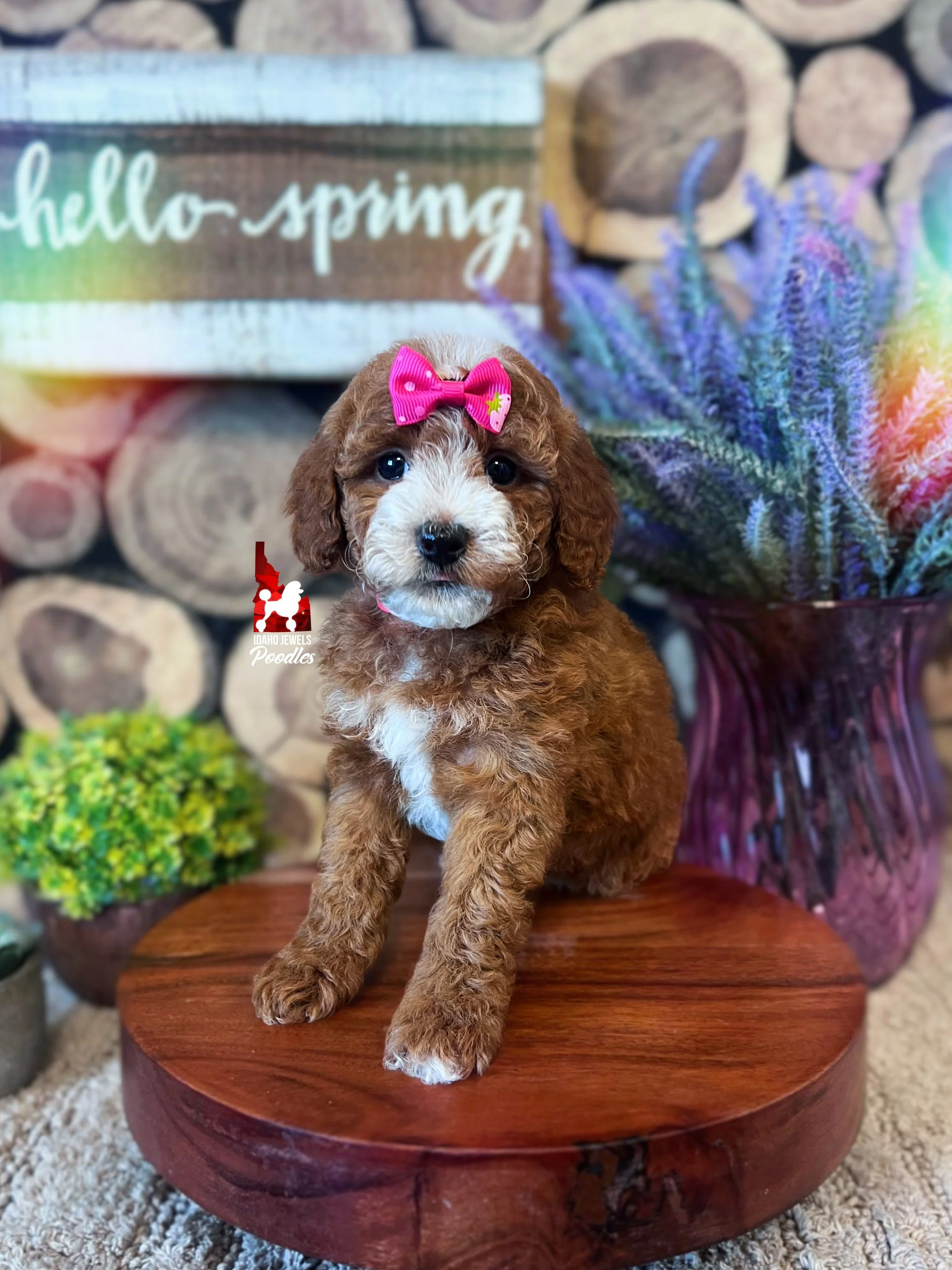 Capri - 8 wks.jpg