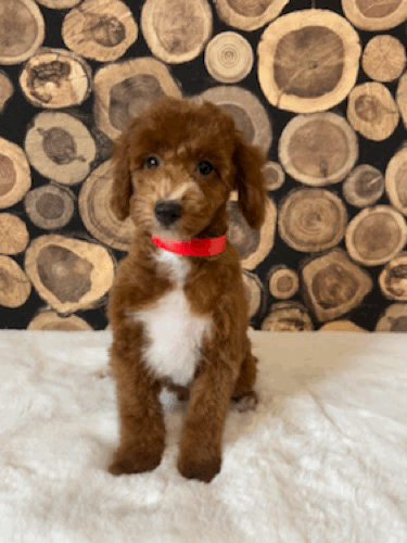 Copper slight head tilt.gif