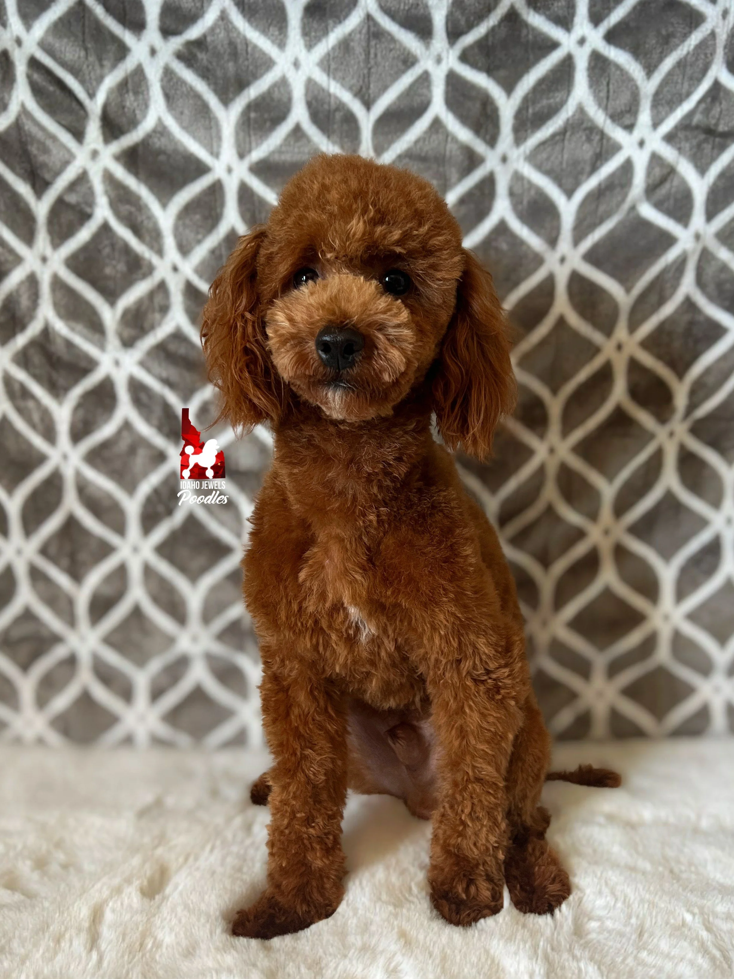 Crumble (fluffy face) (1).jpeg