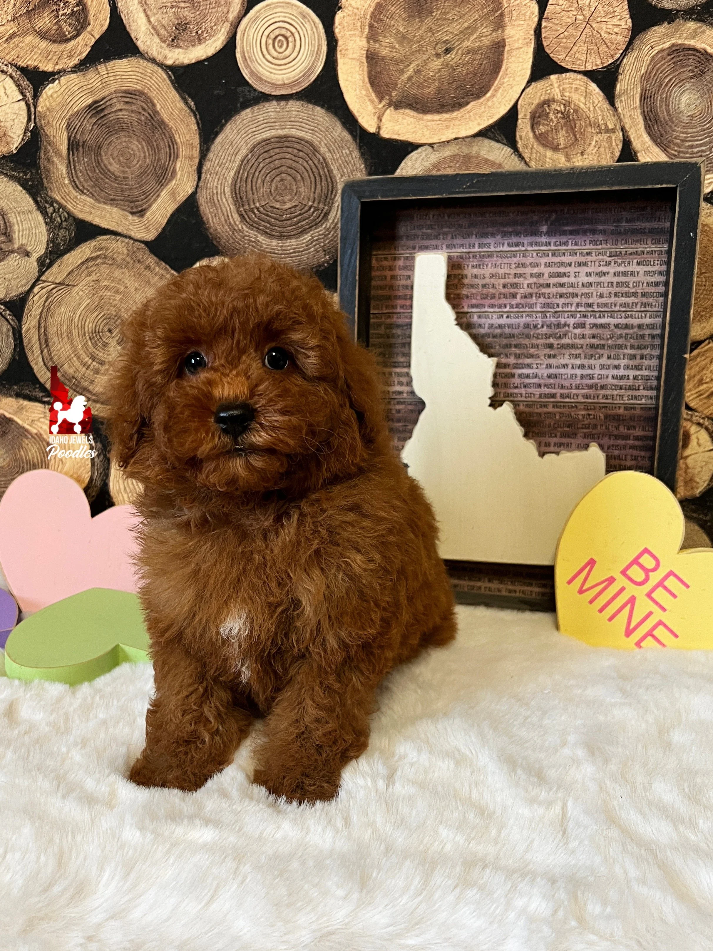 Boise, Dark Red w/ White Markings Mini Poodle Boy~ Pet