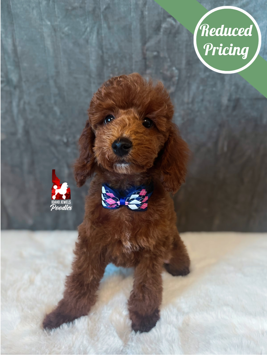 Biscuit, Red Mini Poodle Boy ~ Breeder or Pet
