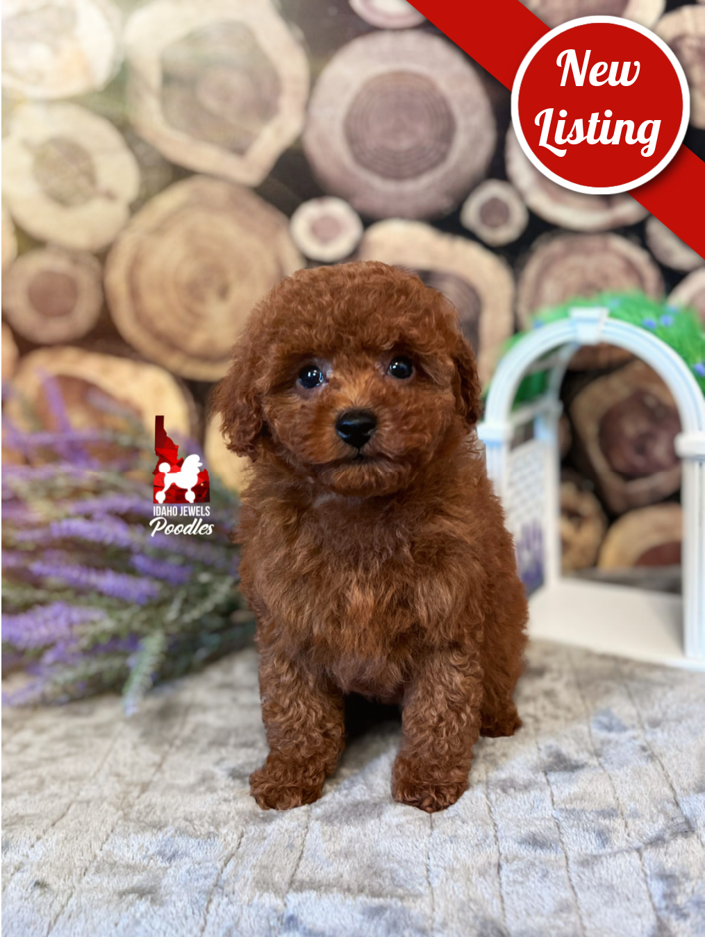 Marigold, Dark Red Toy Poodle Girl~ Pet