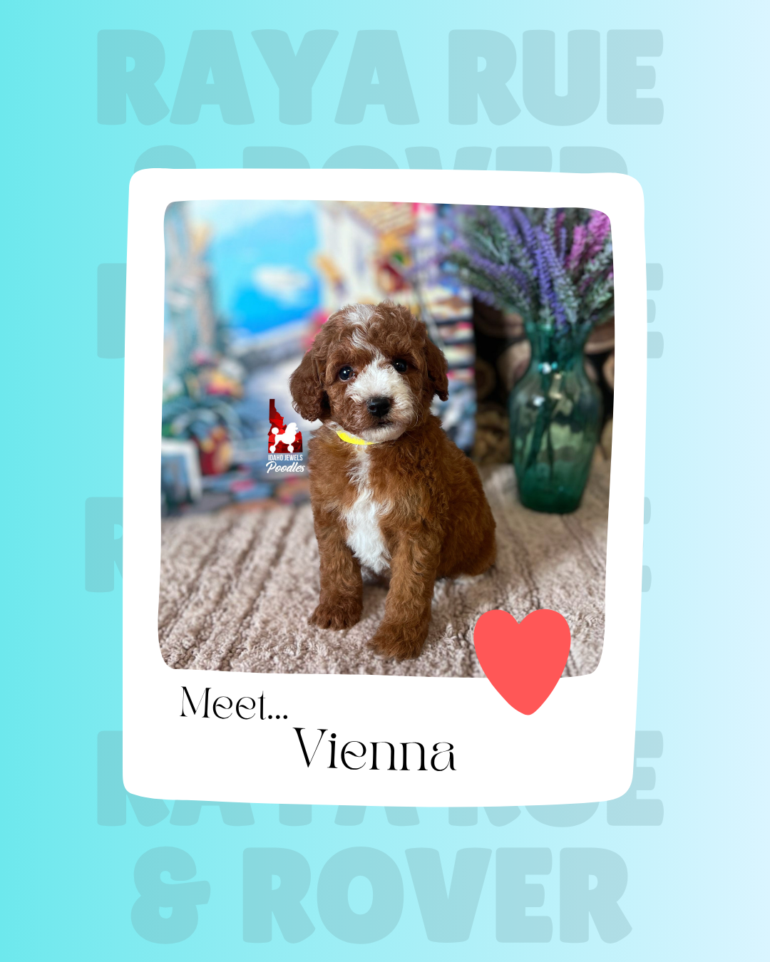 Meet Vienna.png