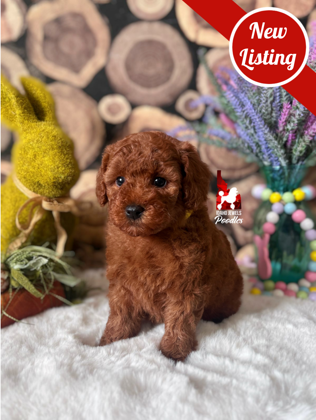 Honey, Solid Red Small Mini Poodle Girl~ Breeder or Pet