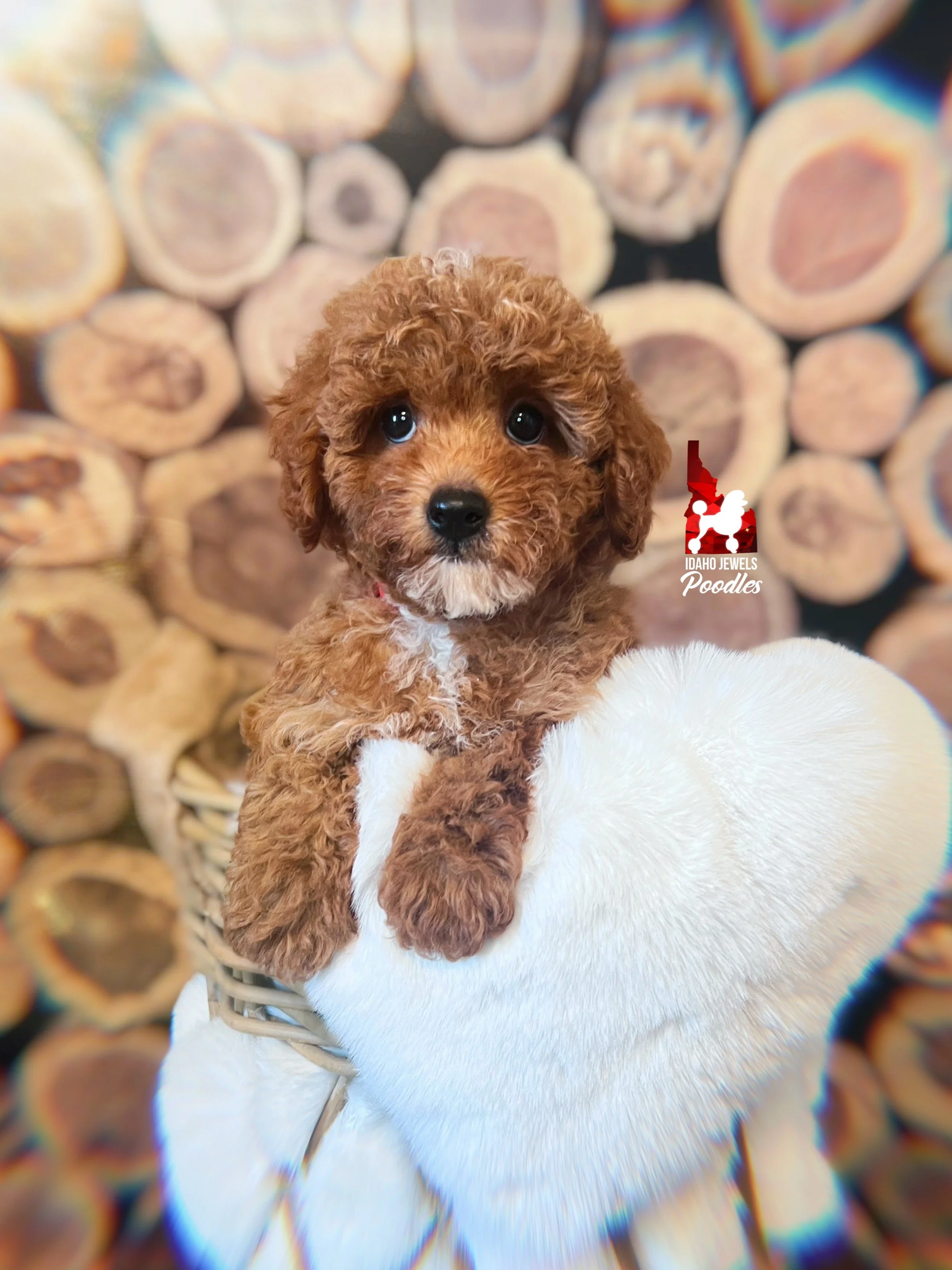 Bramble, Red Toy Poodle Boy~ Pet