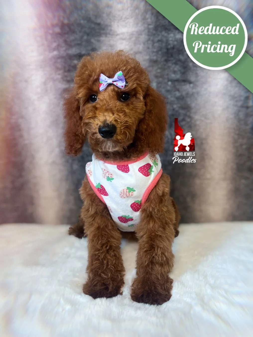Ava, Red Large Mini Poodle Girl~ Breeder or Pet