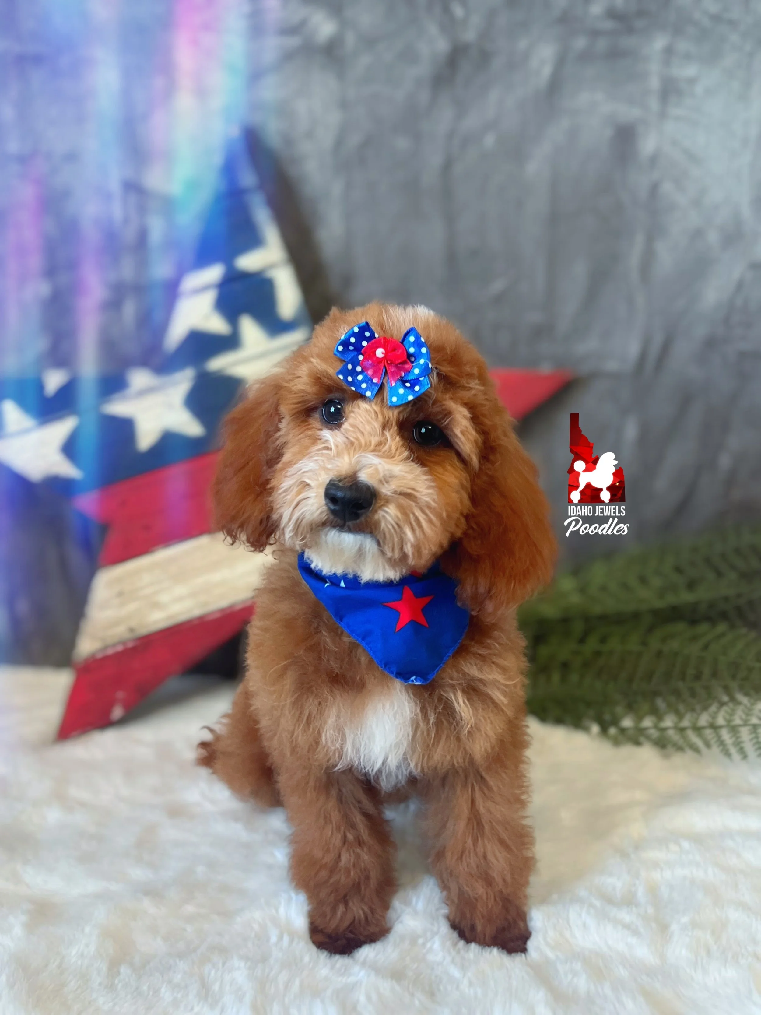 Sydney 16 wks.jpg
