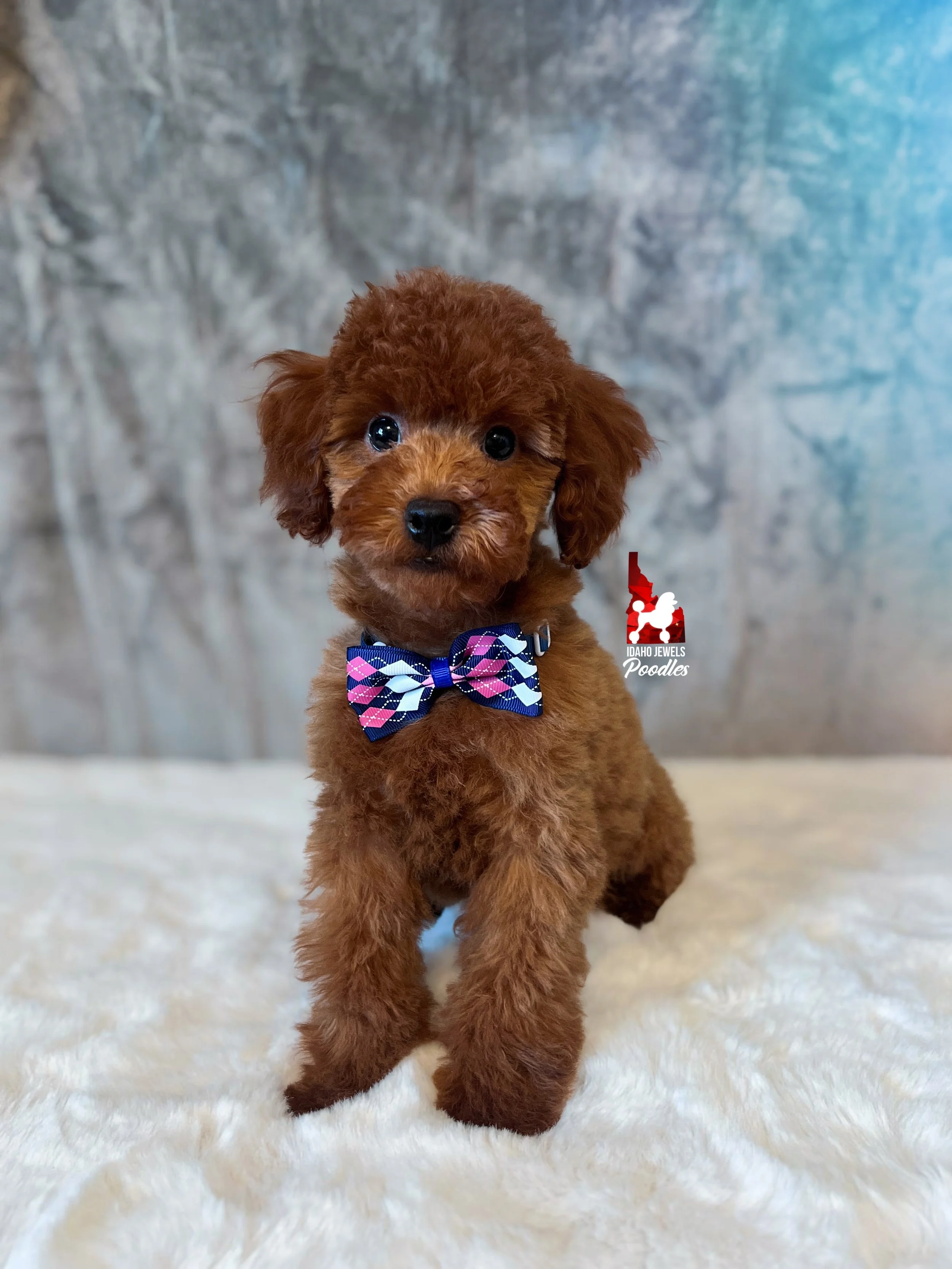 Carter - 12 wks bowtie-1.jpg
