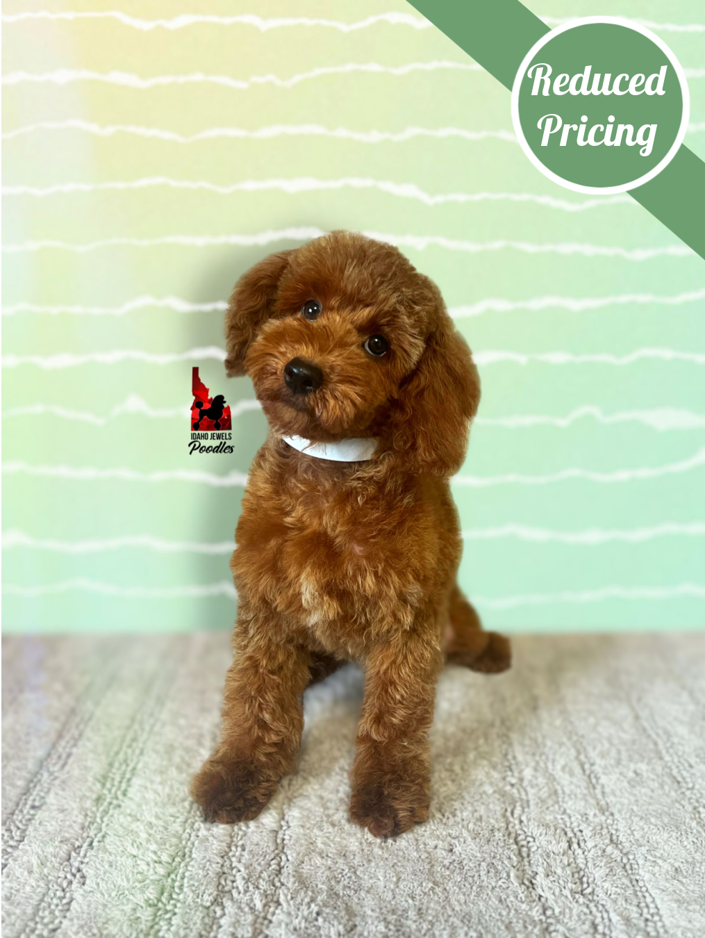 Boise, Dark Red w/ White Mini Poodle Boy~ Pet