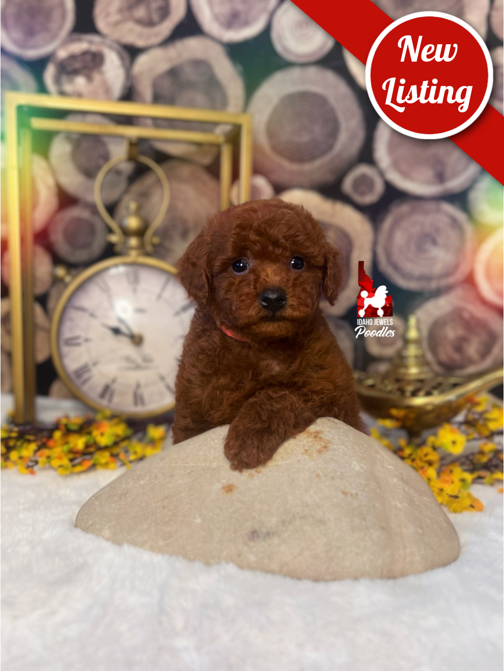 Simba, Red Toy Poodle Boy~ Breeder or Pet