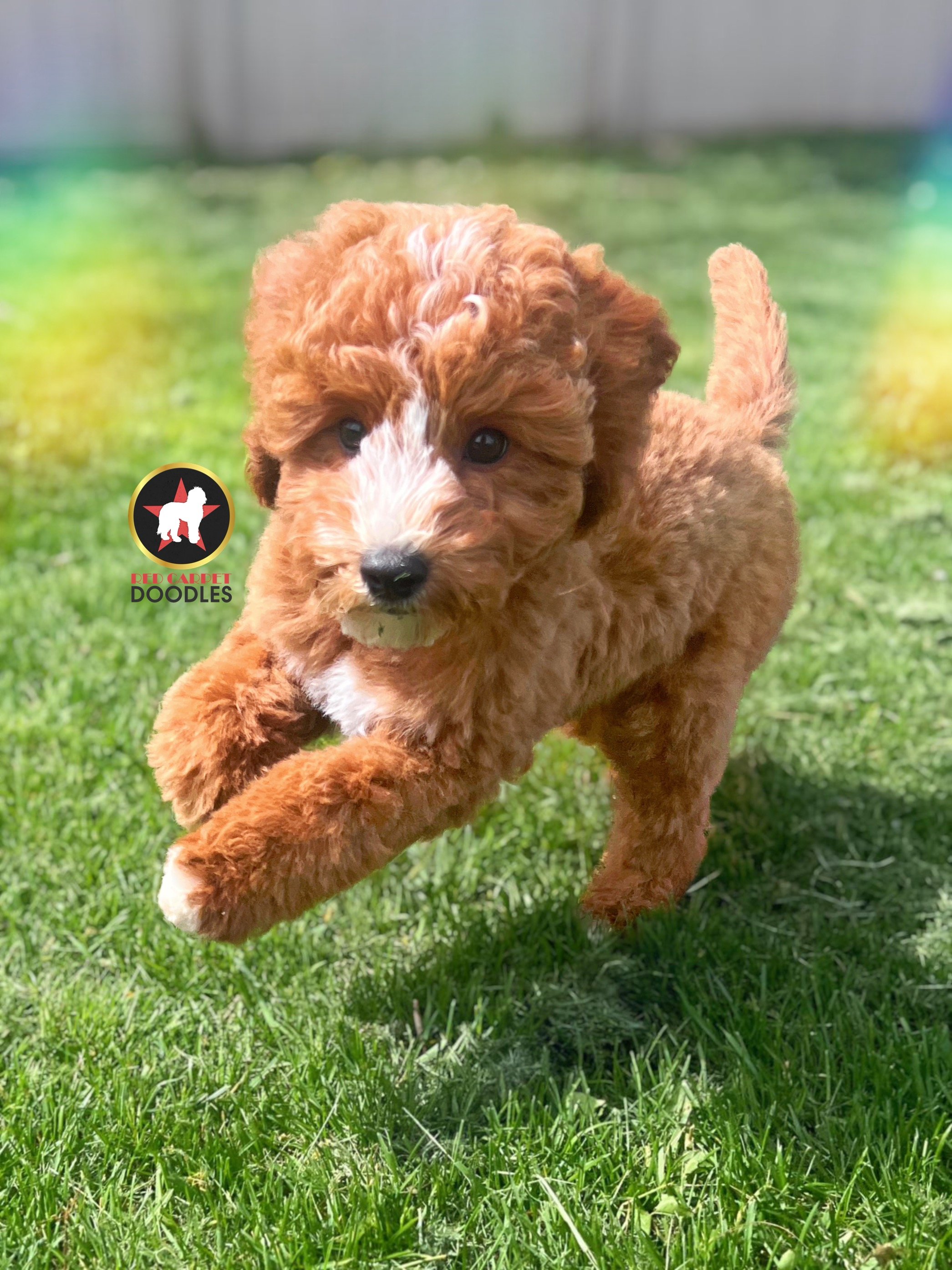 Flint - 12 wks-2.jpg