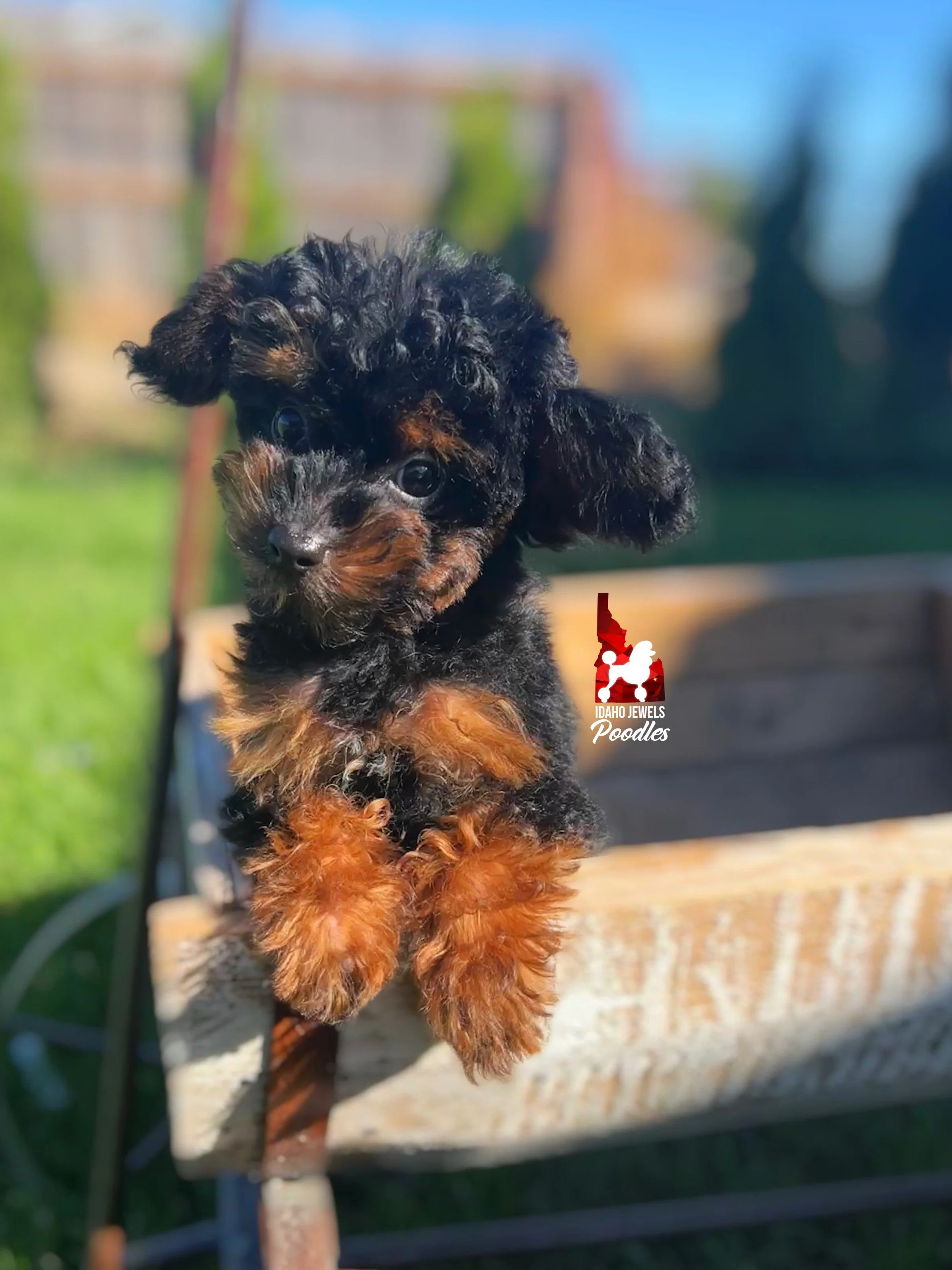 Miles - 12 wks.jpeg