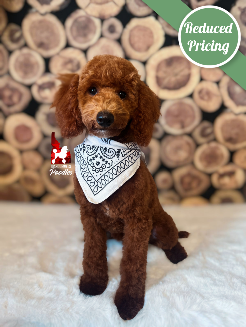 Ava, Red Large Mini Poodle Girl~ Breeder or Pet