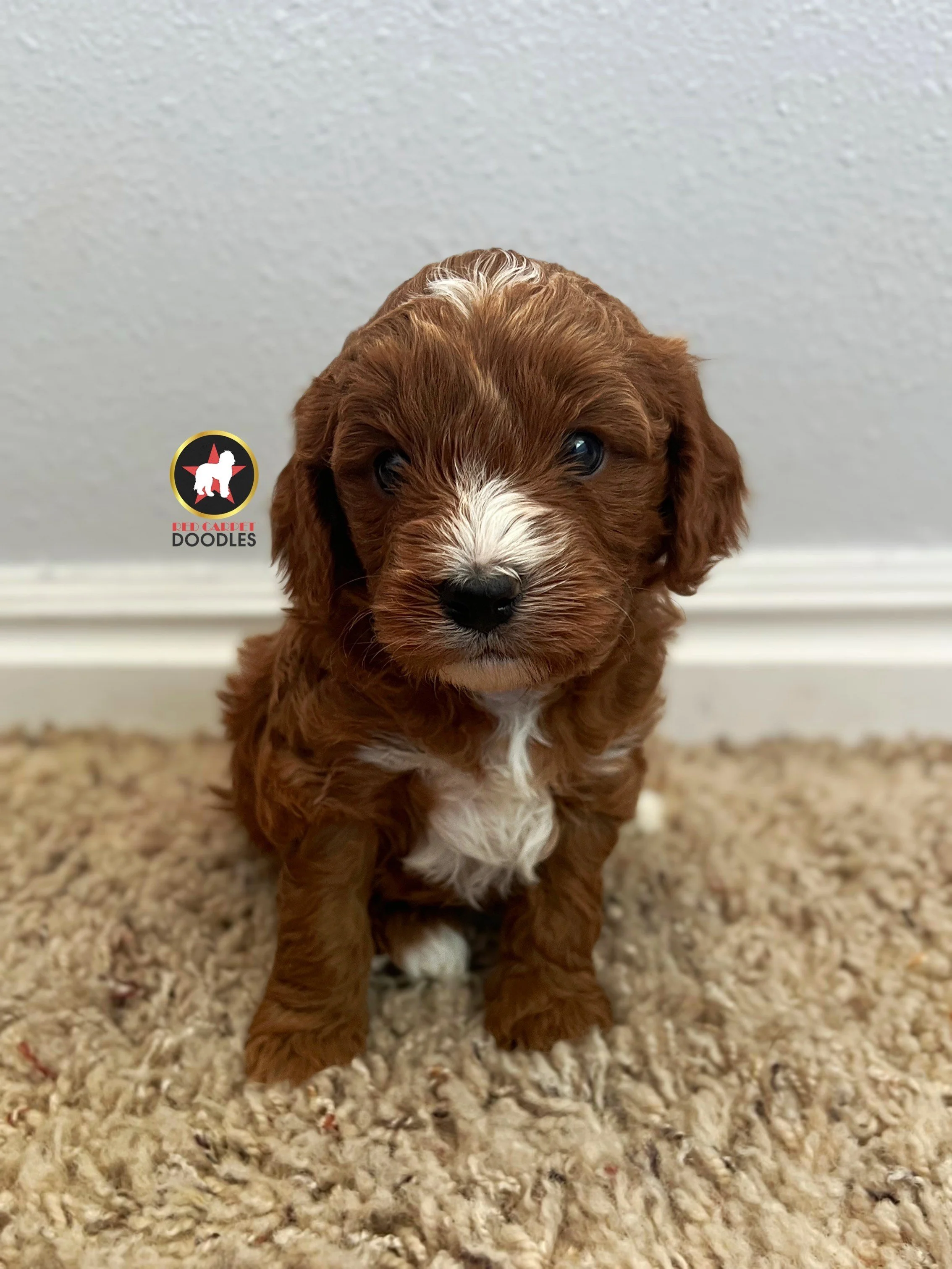 Charlie - 4 wks.jpeg