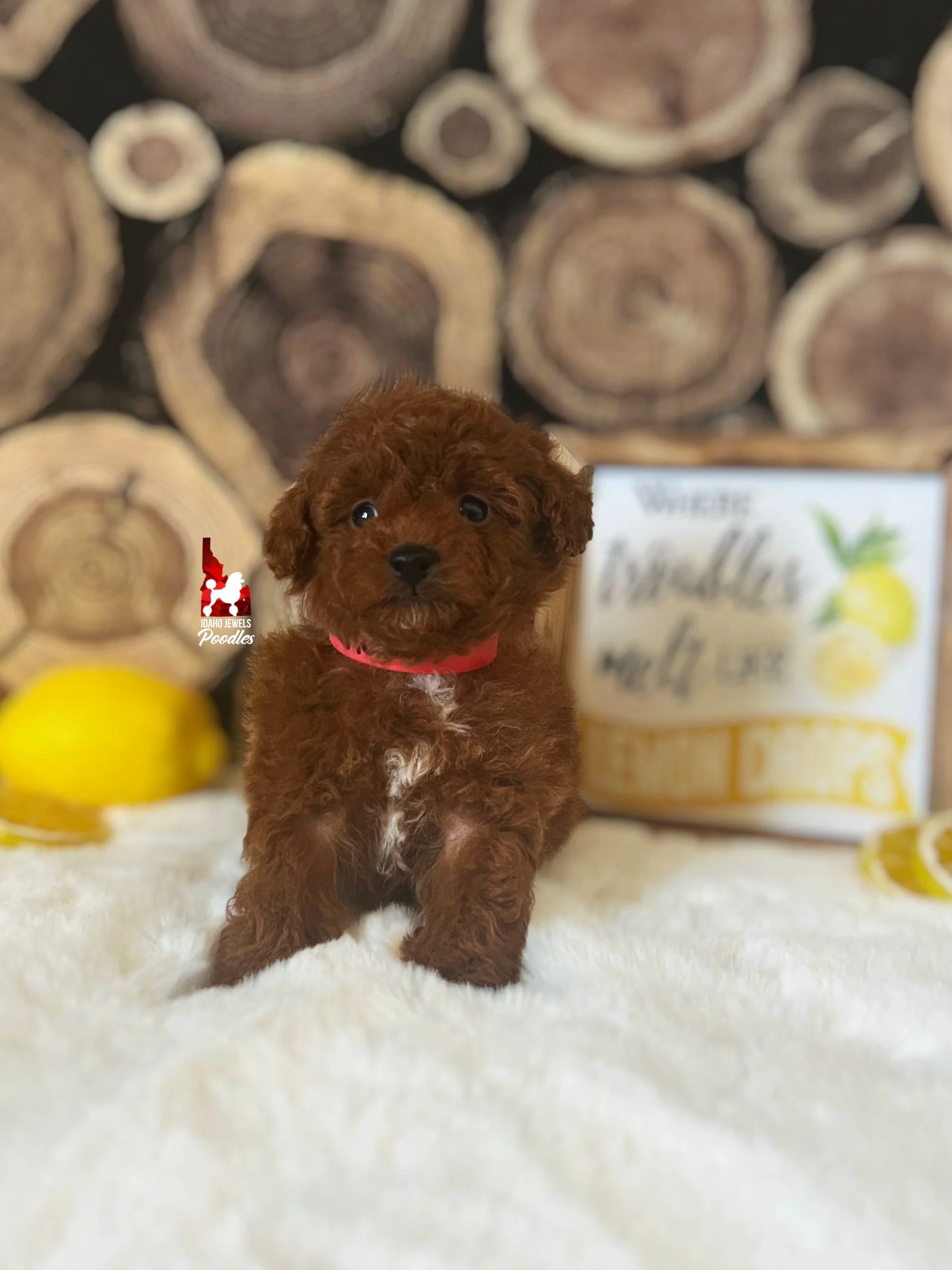 Benson - 6 wks.jpeg