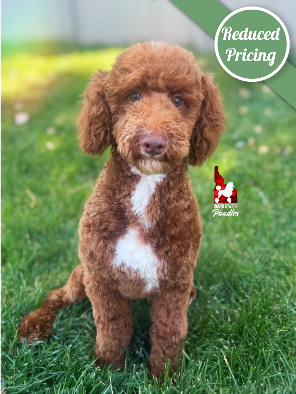Tommy, Red w/ White Small Moyen Poodle Boy~ Pet