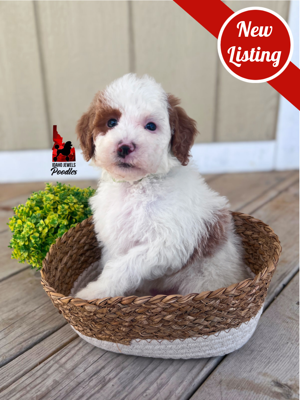 Mushu, Red Parti Mini Poodle Boy~ Pet