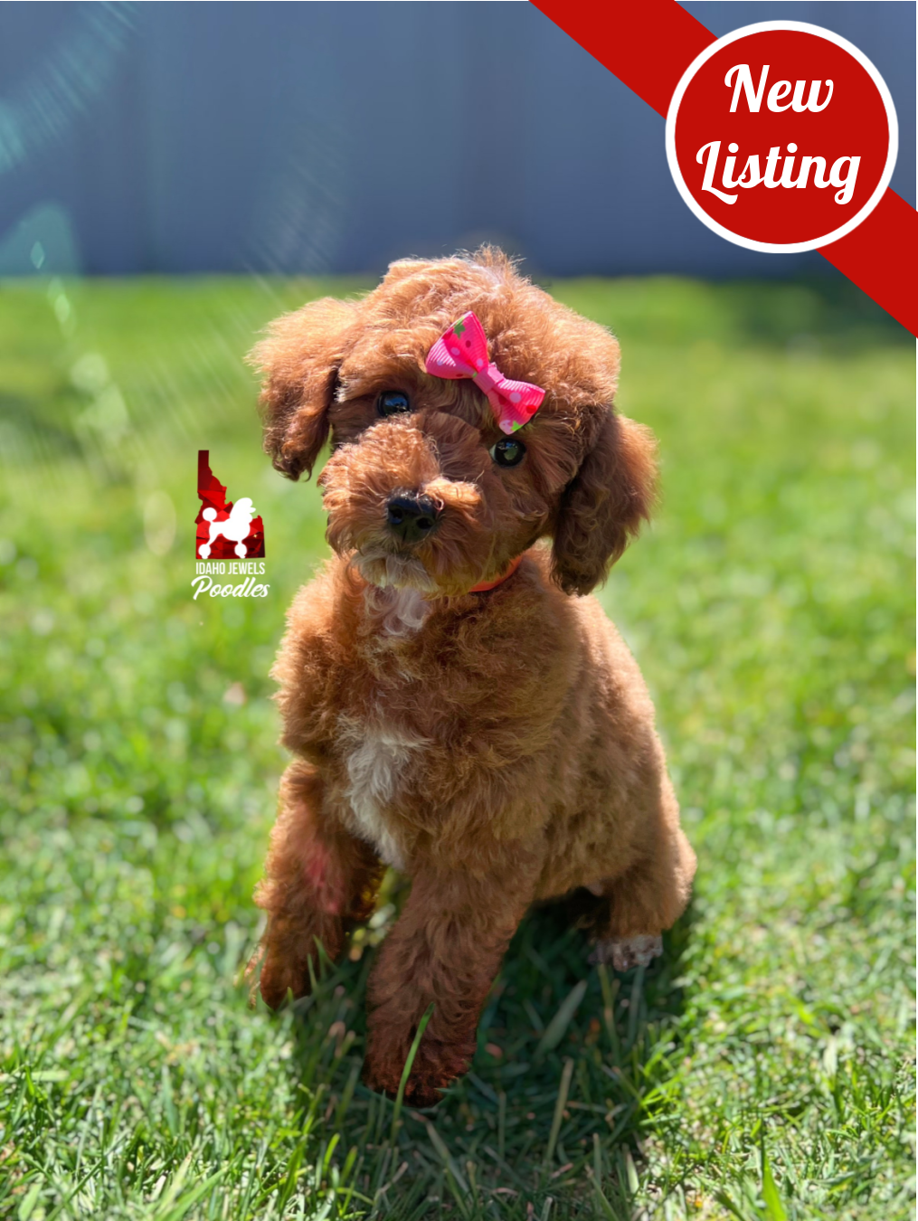 Malibu, Red w/ White Mini Poodle Girl~ Pet