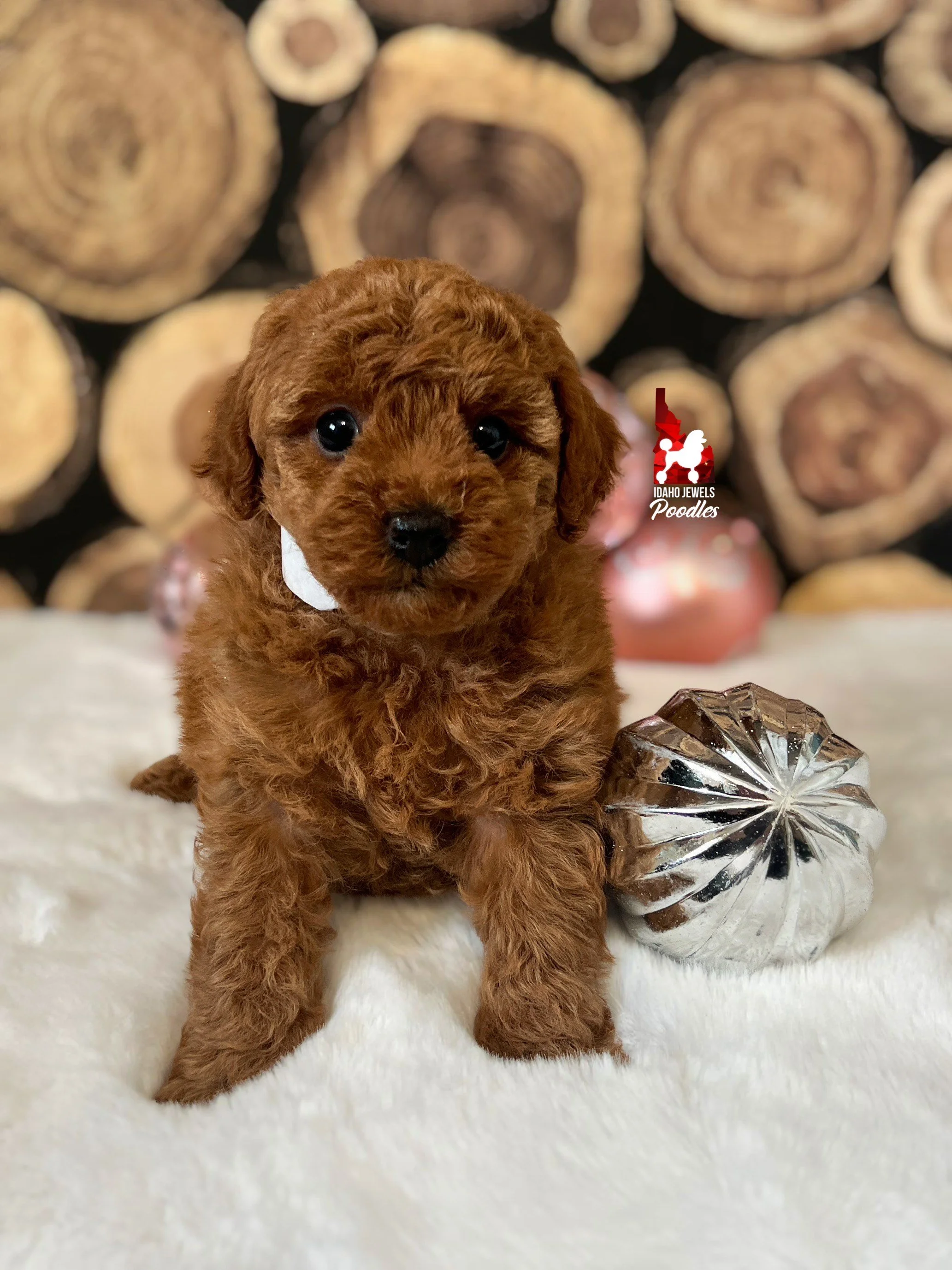 Ginny - 6 wks (1).jpg