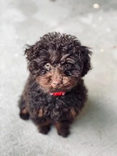 Stormee Twix Autumn nka Nuzzi, January 2024.jpeg