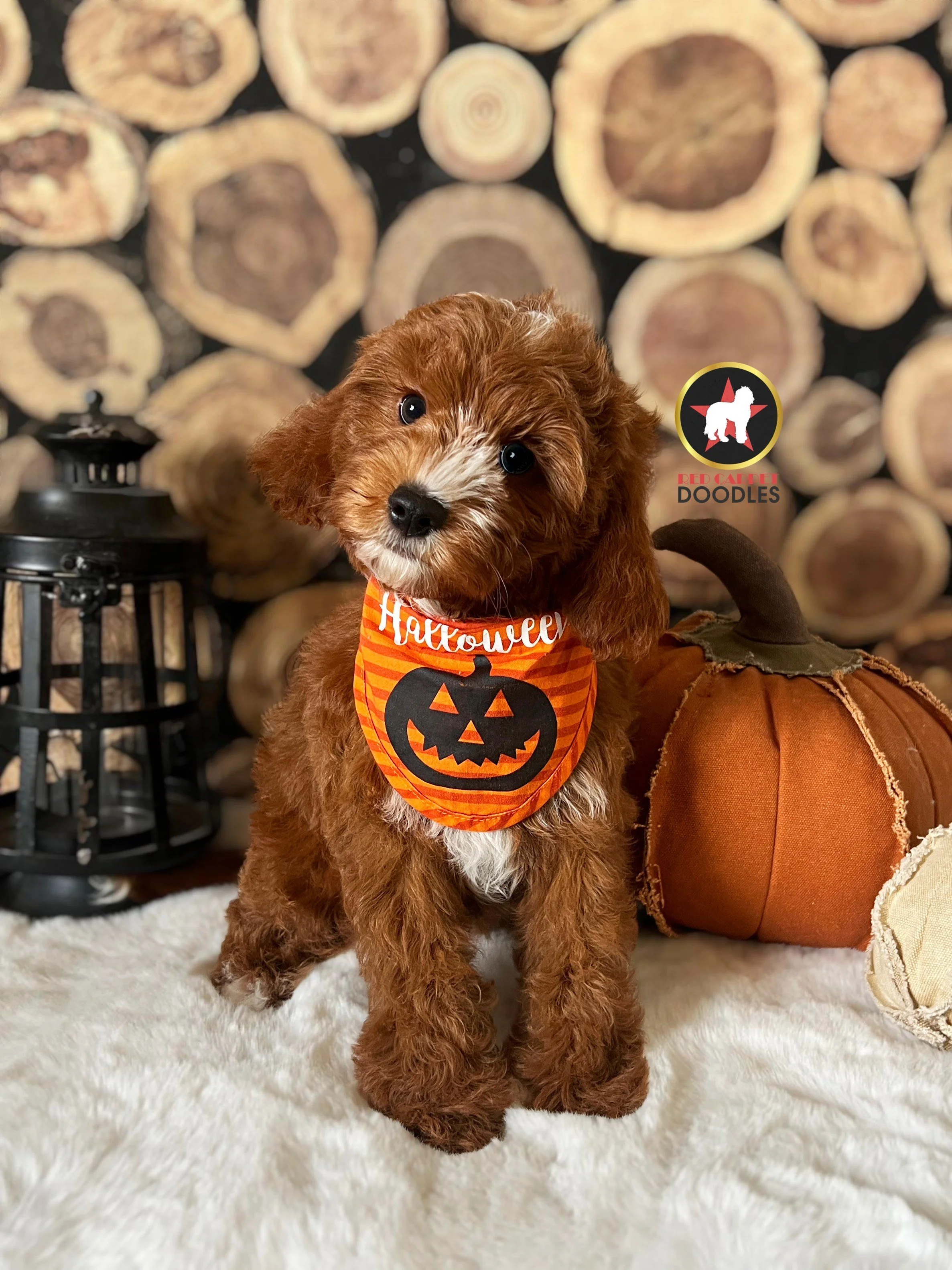 Charlie - 10 wks.jpeg